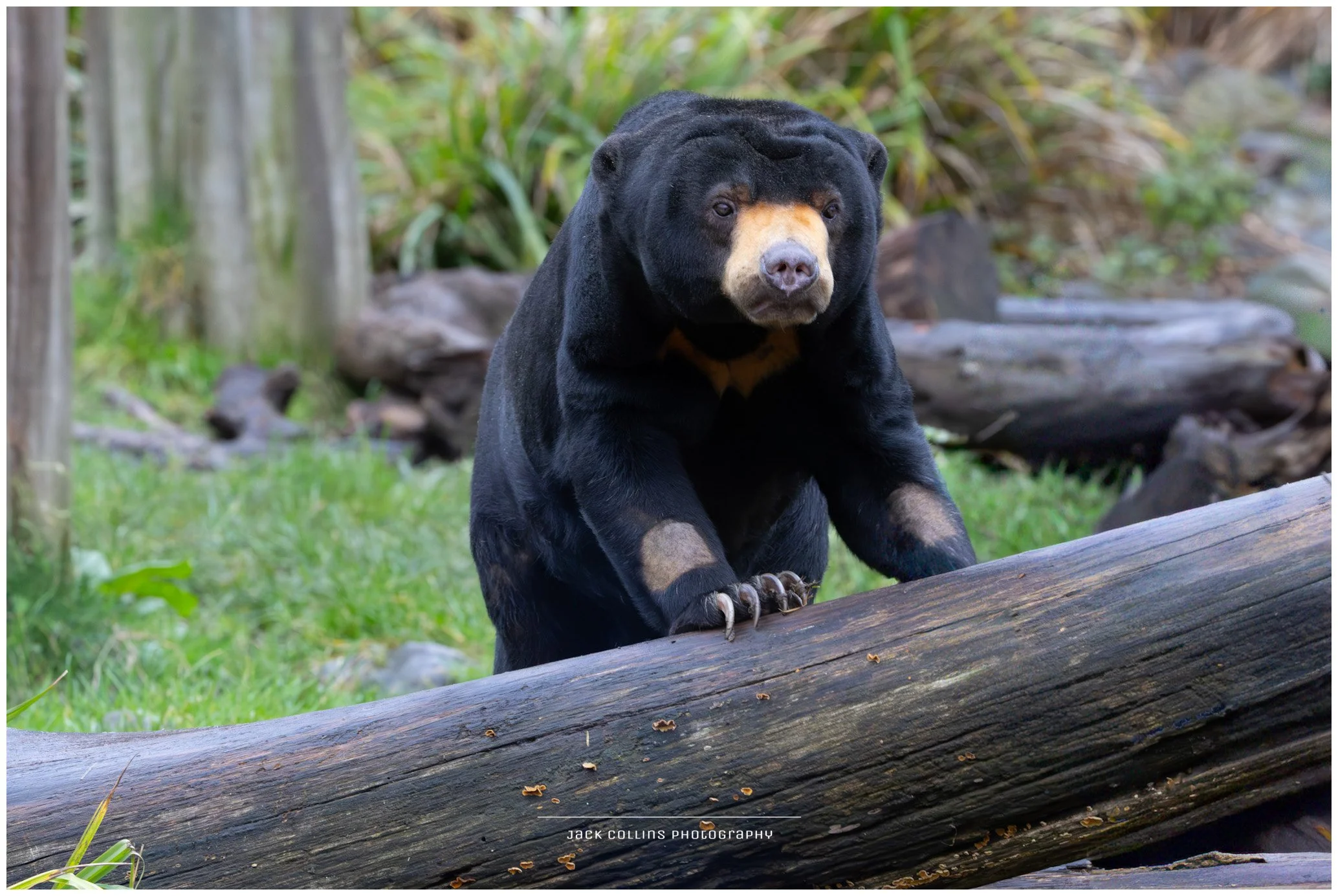 A bear standing on a log in a natural environment with rocks and green foliage.