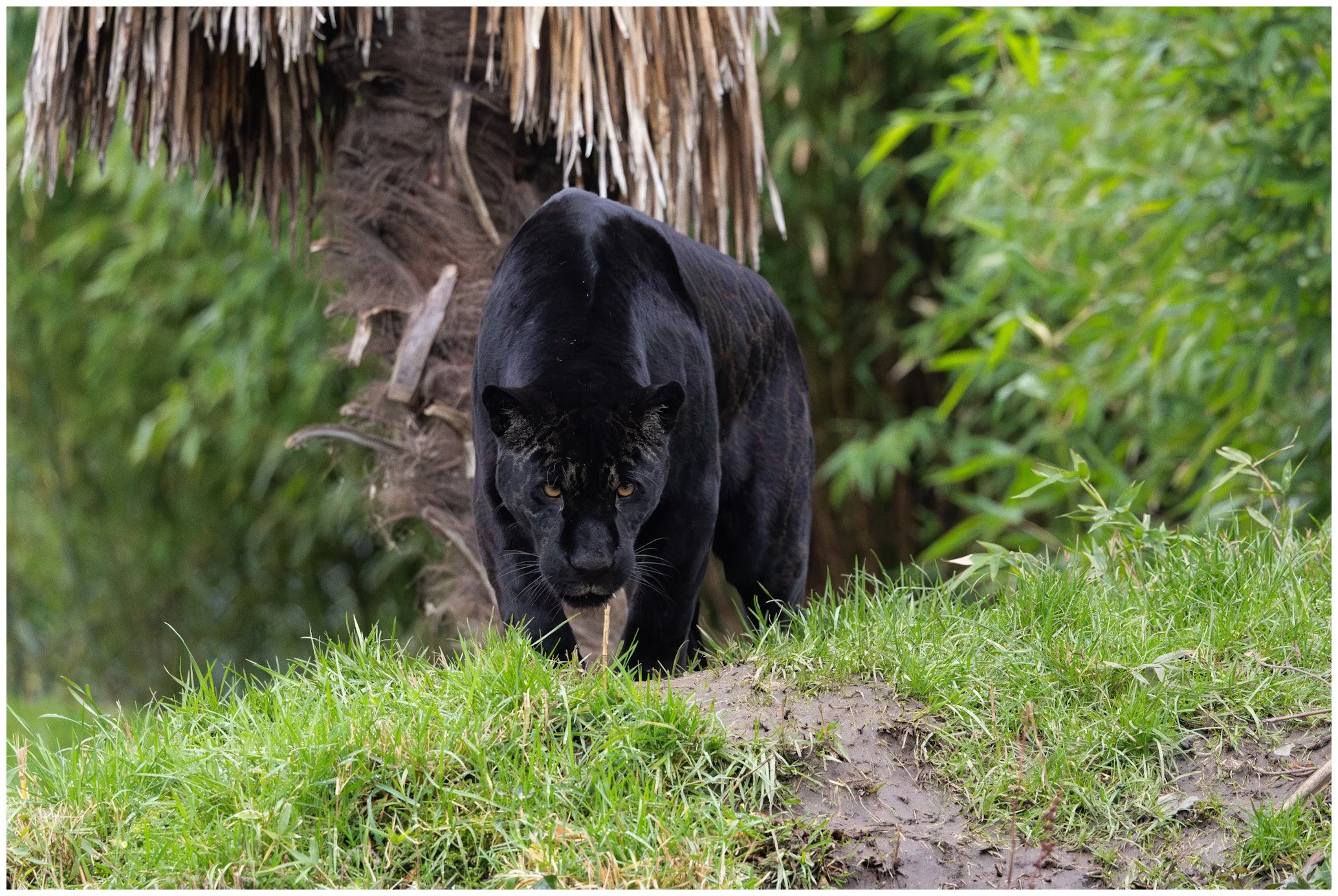 A black panther walking through lush green grass near a palm tree in a jungle setting.