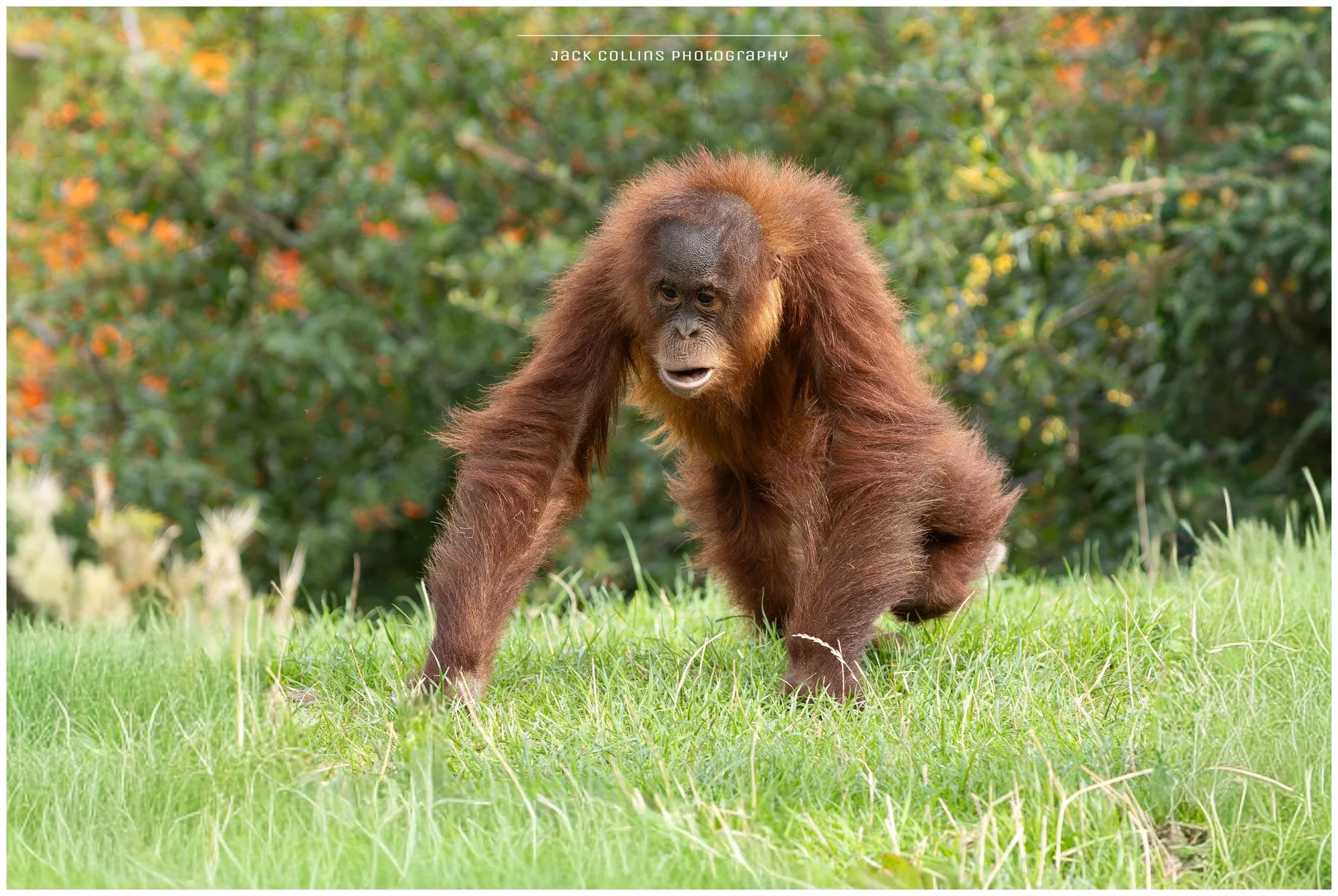 Young orangutan climbing on grass with green foliage in the background.