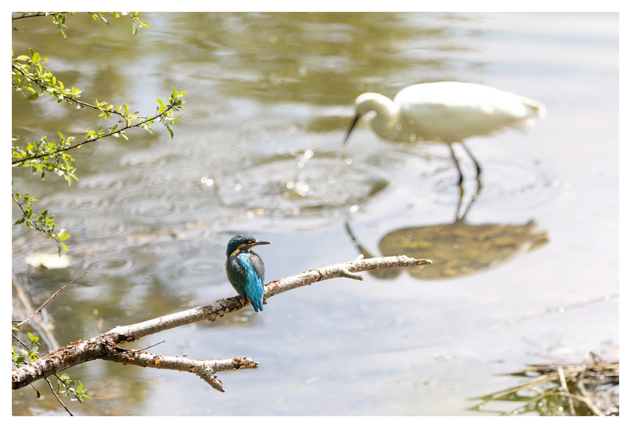 A kingfisher bird with vibrant blue and orange feathers perched on a broken tree branch by a calm body of water, with a white egret in the background hunting in the water.