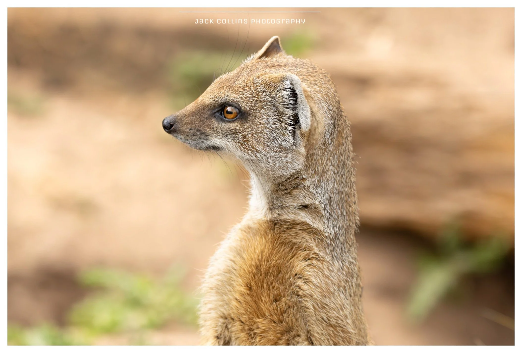 Close-up side profile of a small mammal with brown and gray fur, bright amber eyes, and a pointed face, set against a blurred natural background.