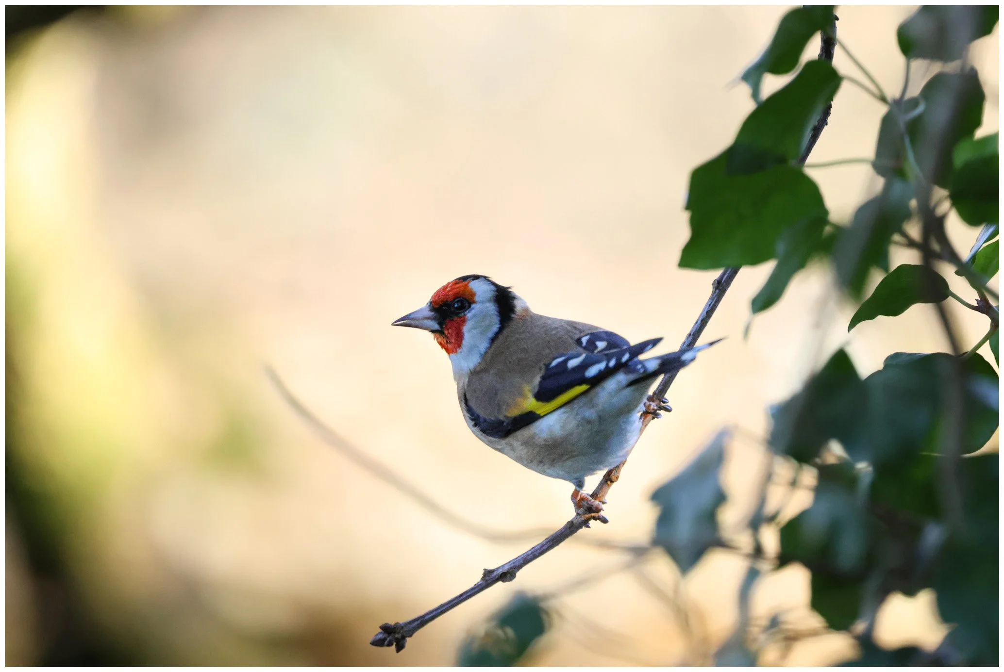 A colorful bird perched on a thin branch among green leaves with a blurred light background.