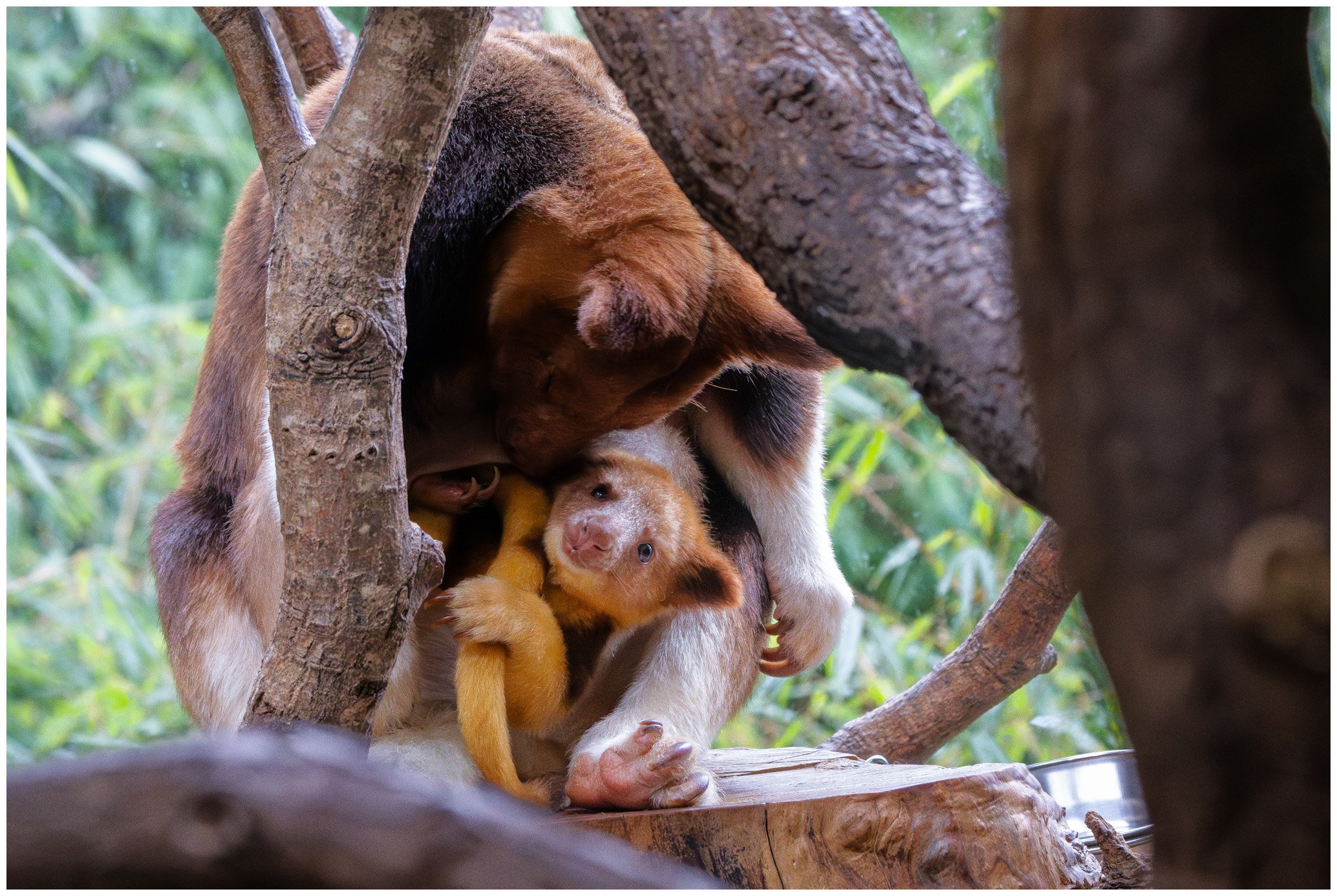 A brown dog and a smaller yellow dog cuddling together on a tree branch, surrounded by green leaves.