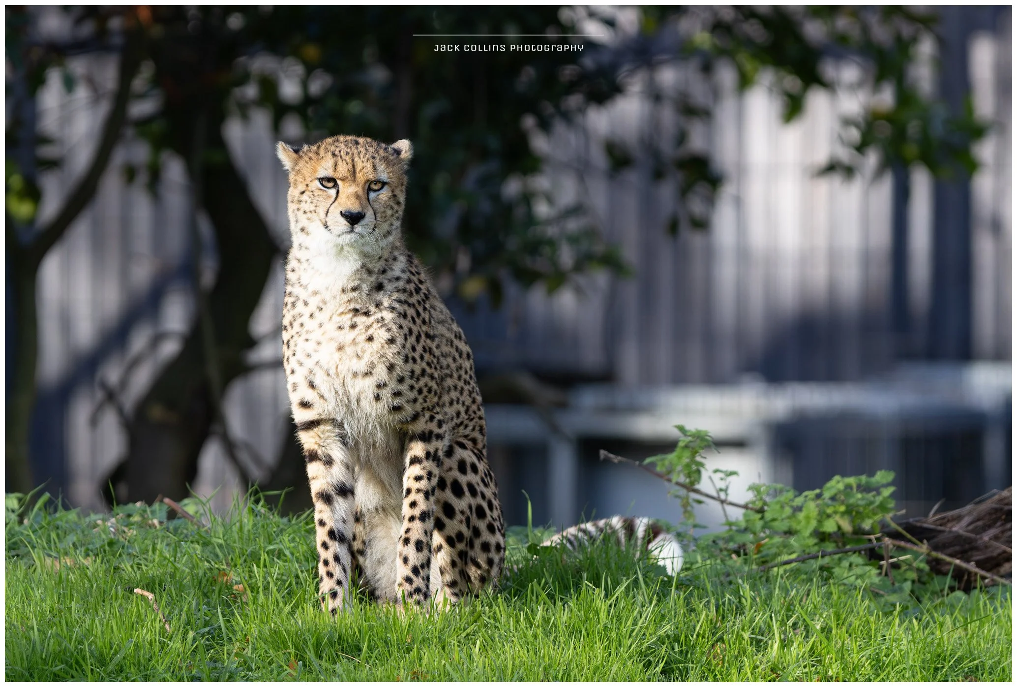 A cheetah sitting on grass in a zoo enclosure with a fence in the background.