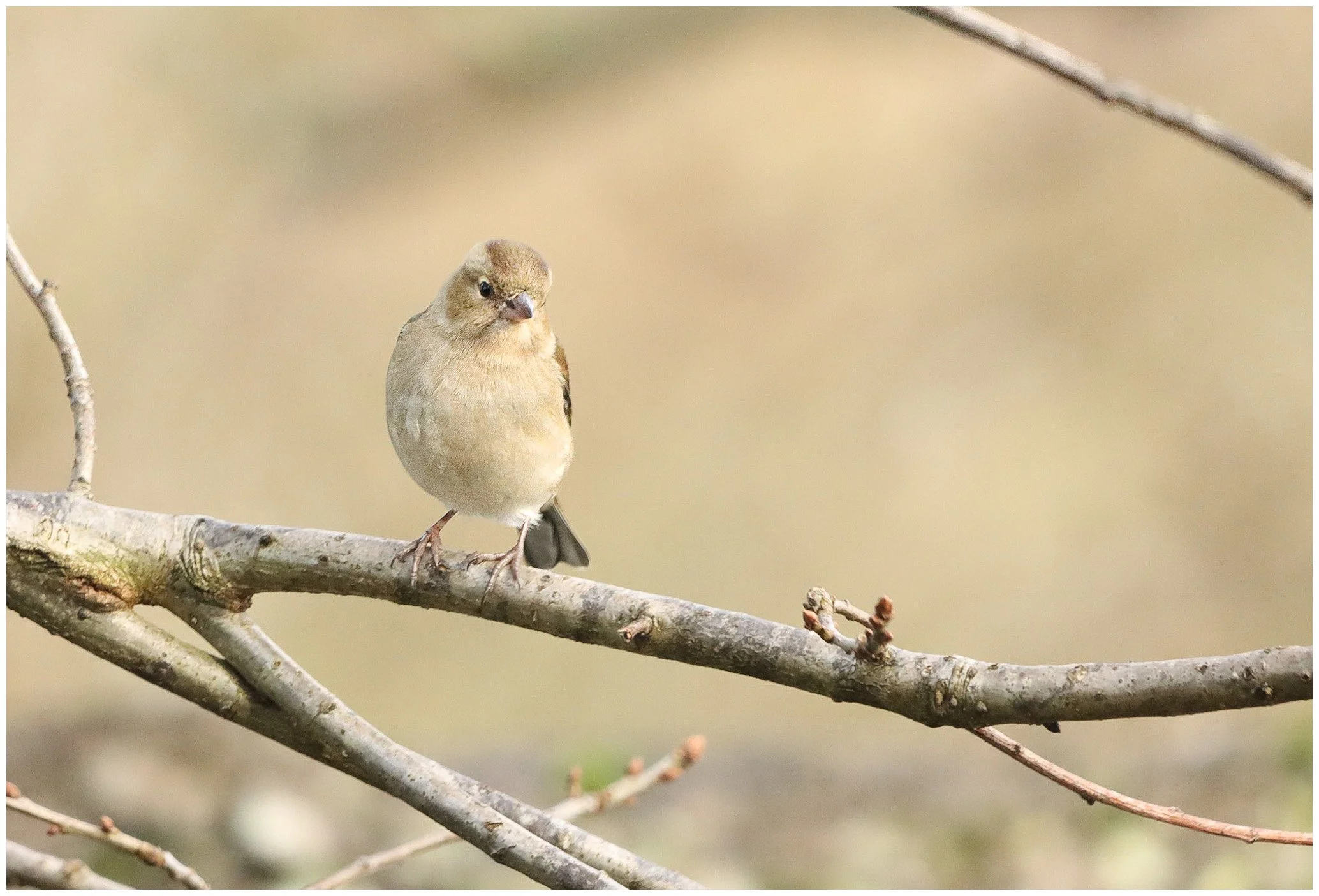 A small bird perched on a thin tree branch with a blurred background.