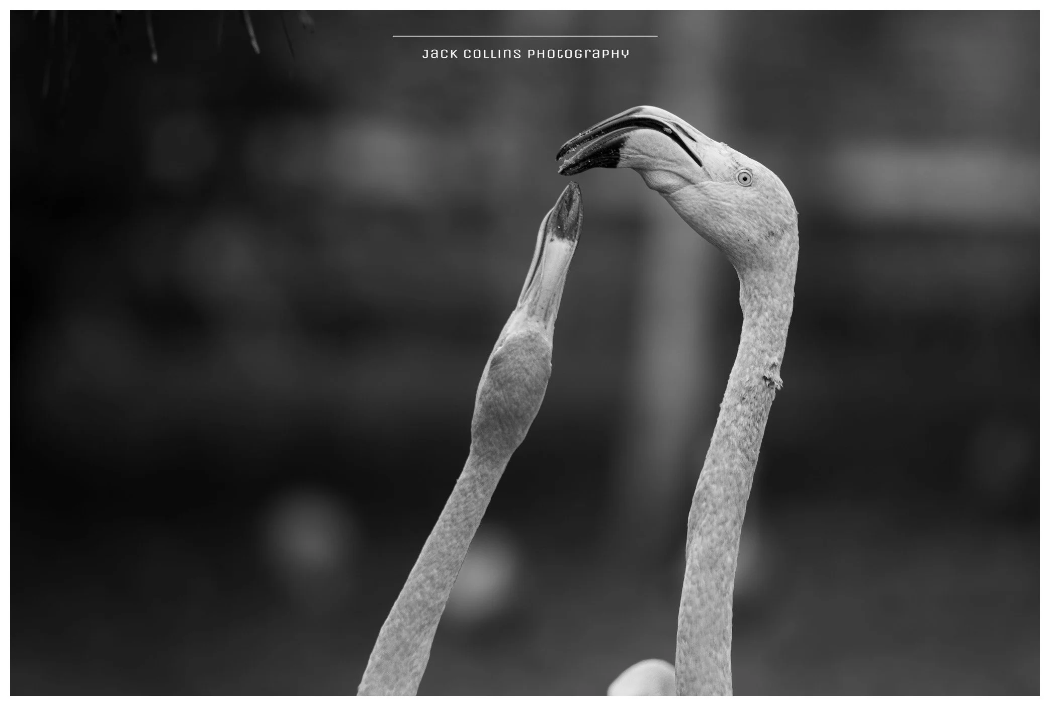 Black-and-white photograph of two flamingos touching beaks and heads, with one flamingo's head tilted downward and the other's head curved upward.