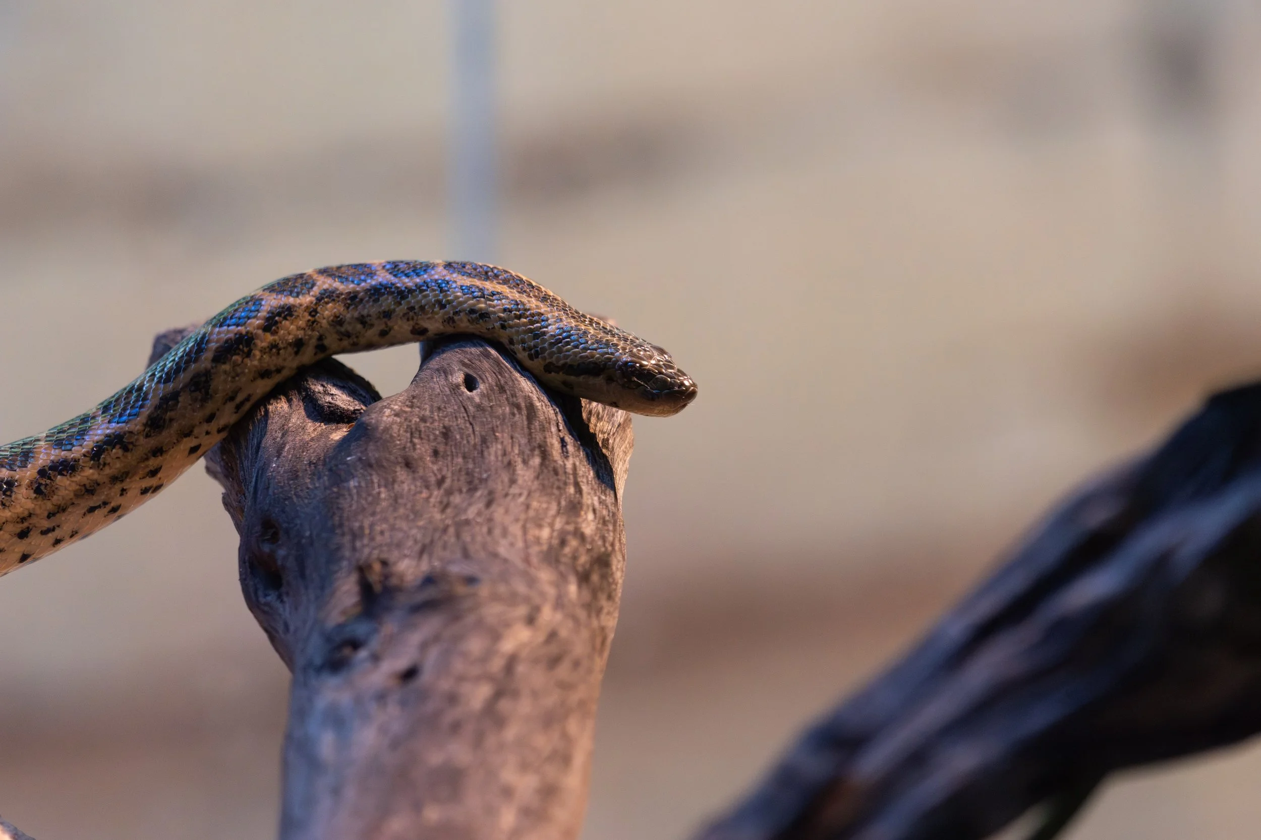 A snake with black, brown, and blue speckled markings resting on a piece of driftwood.
