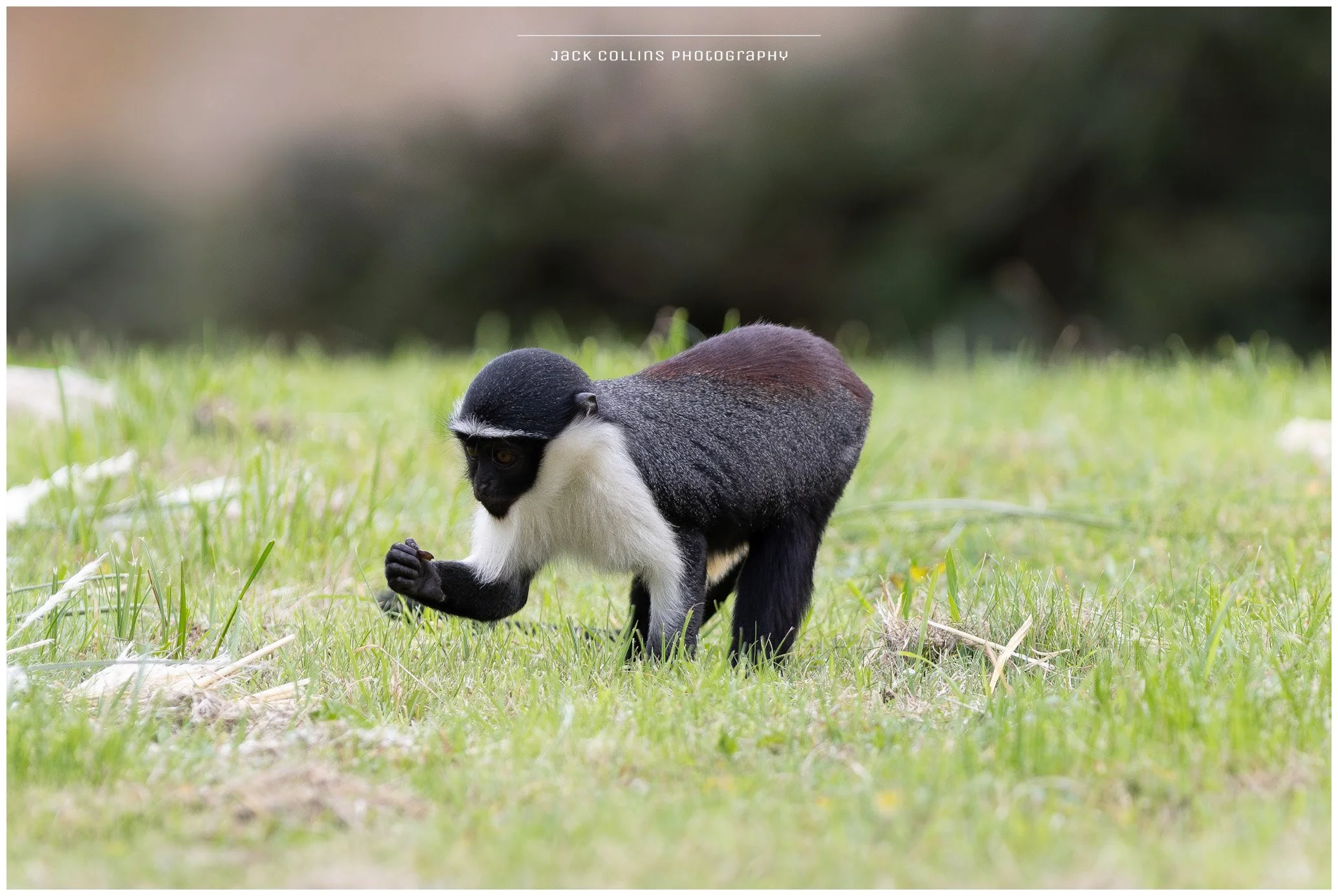 A black and white tamarin monkey on green grass, looking at and holding a small object in its right hand.