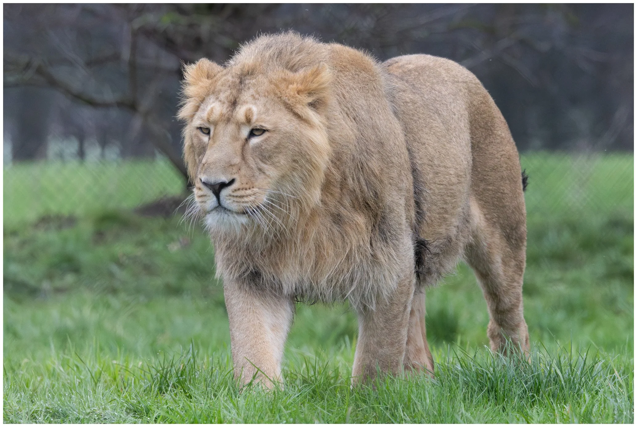 A lion walking on green grass with a blurred background of trees and a fence.