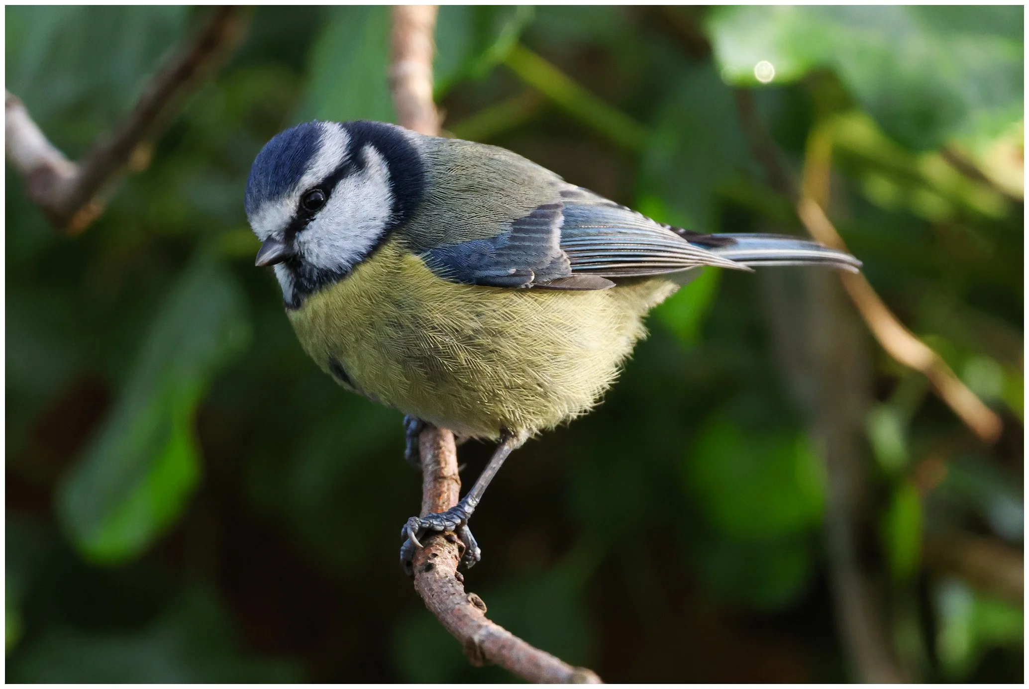 A small blue and yellow bird, likely a blue tit, perched on a branch with green foliage in the background.