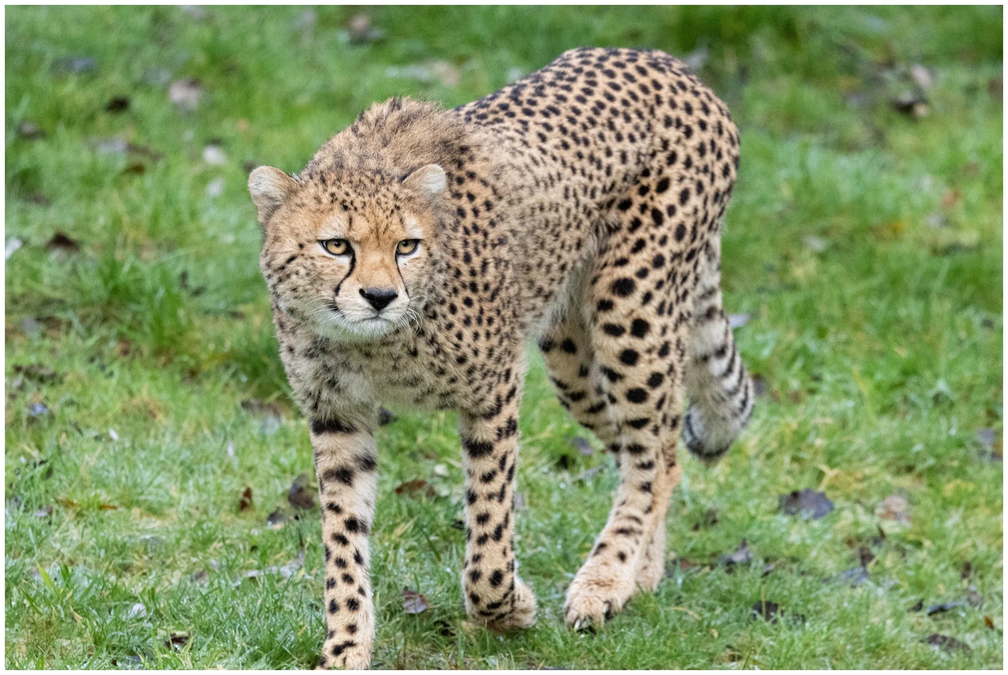 A cheetah walking on green grass with spotted fur and a focused expression.