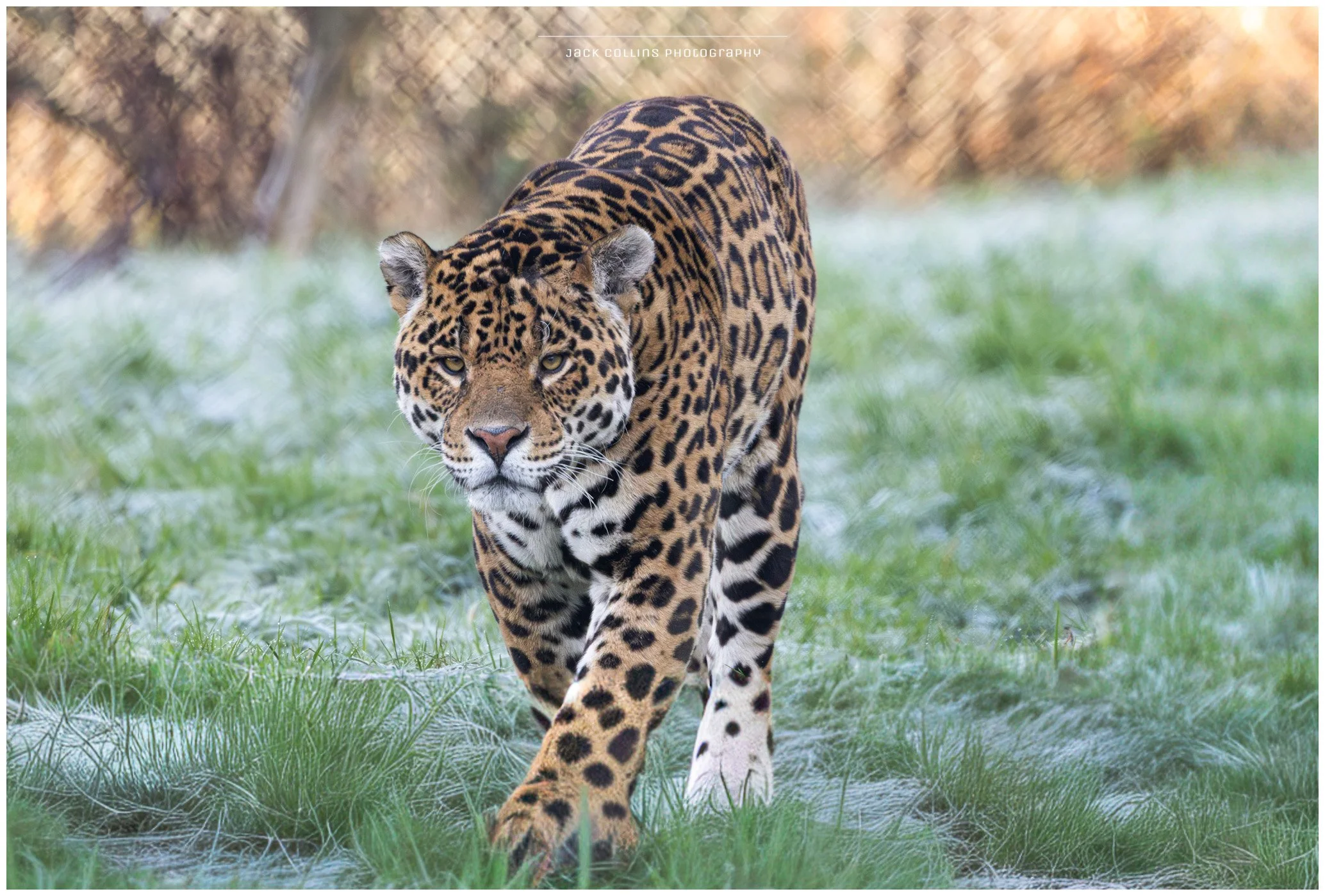 A jaguar walking through a grassy area with a blurred background.