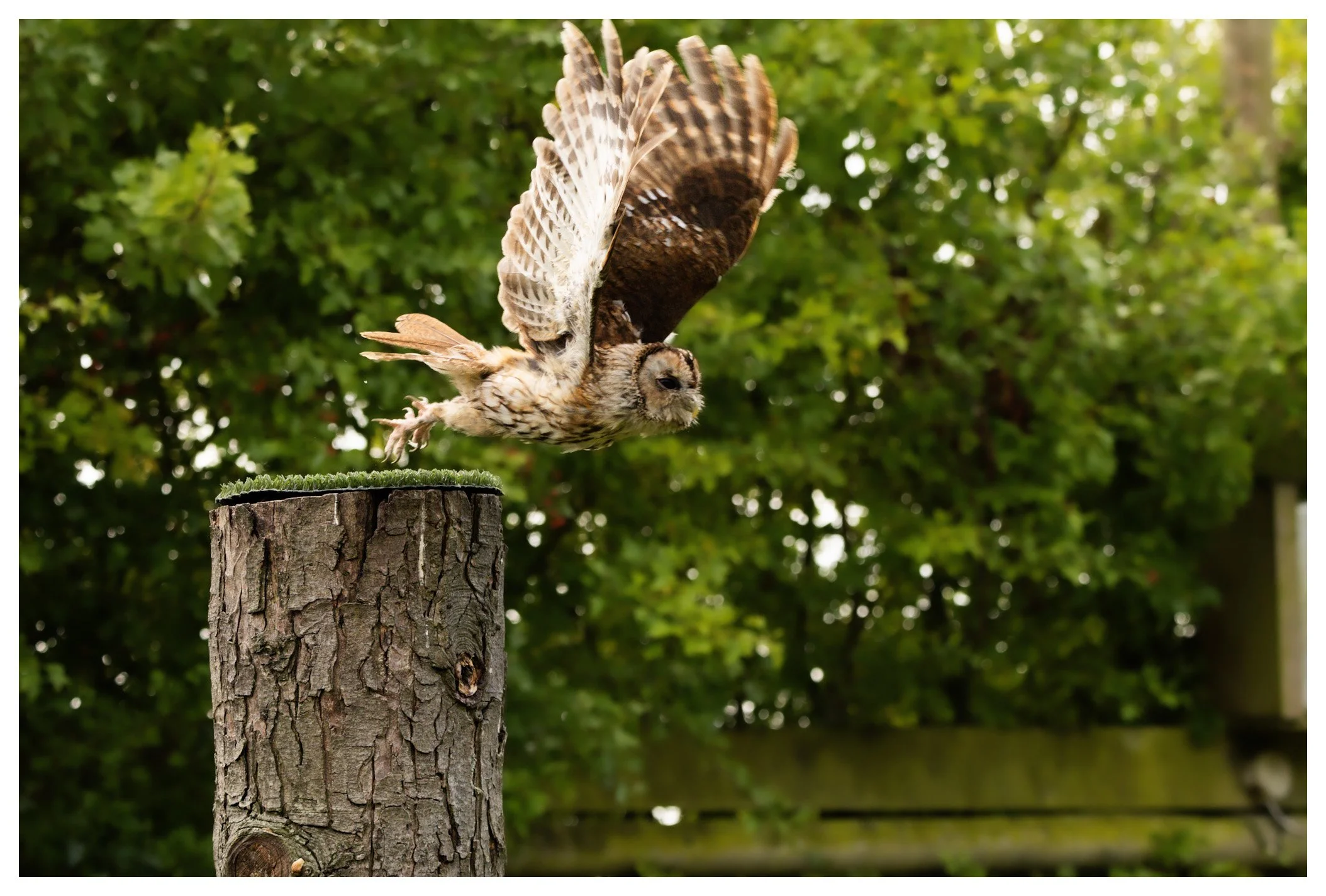 An owl in mid-flight taking off from a tree stump in a green outdoor setting.
