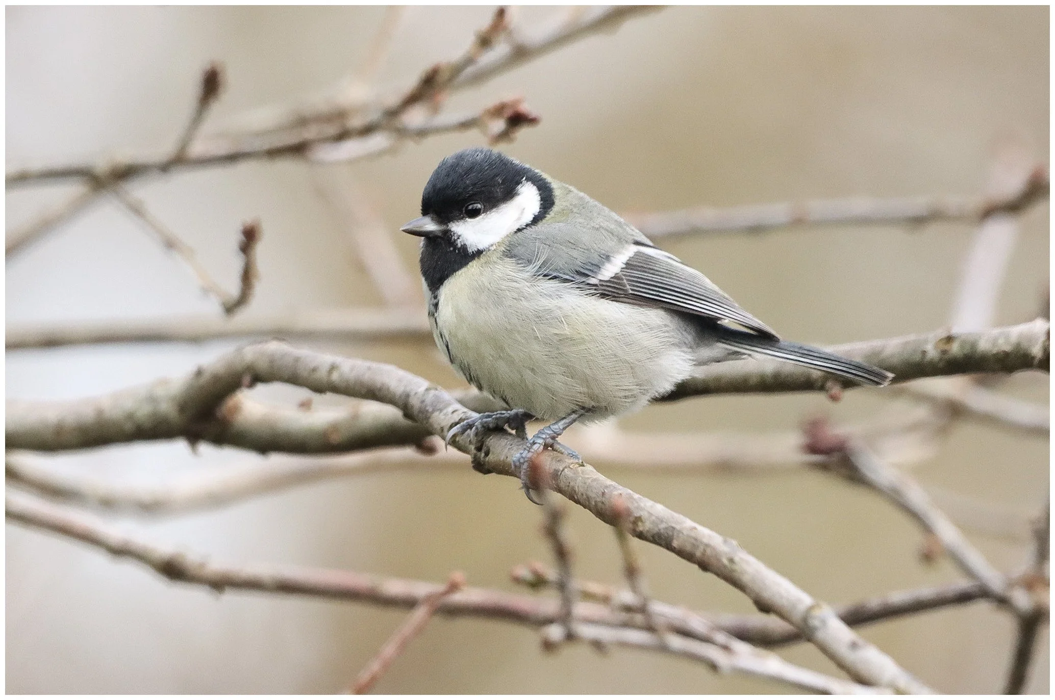 A small black, white, and gray bird perched on a thin branch with multiple other branches in the background.