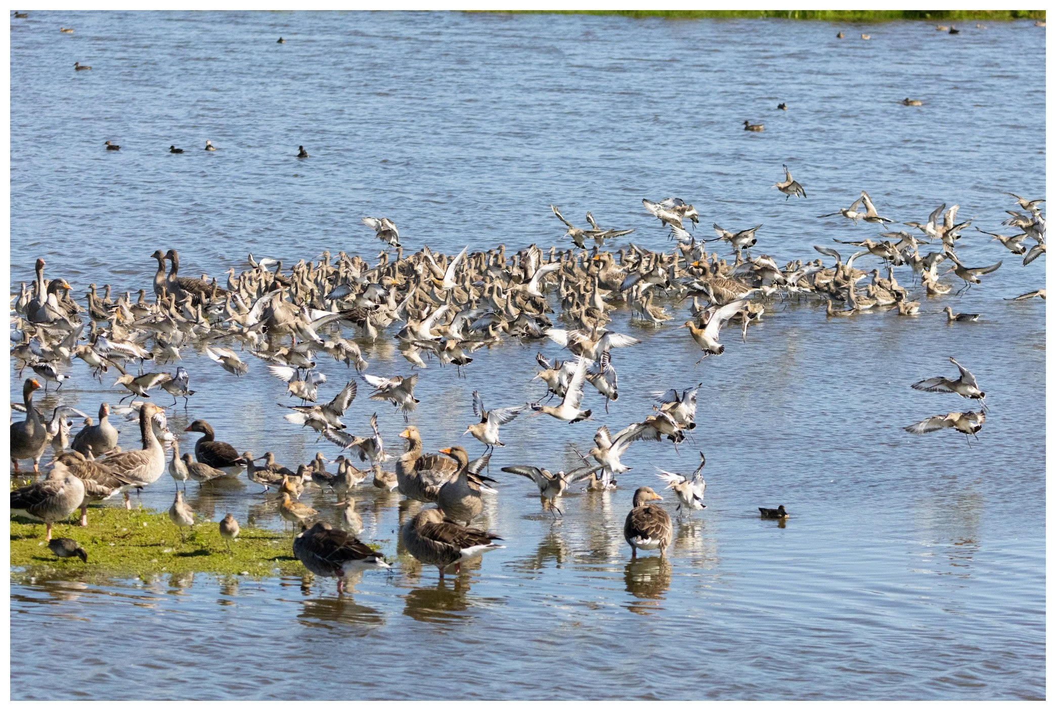 A large group of ducks and geese gathered on and near a body of water, some swimming and others standing on a patch of grass.