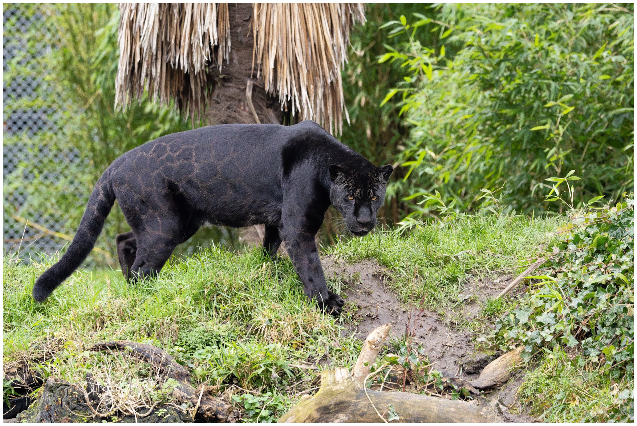 A blackpanther with yellow eyes crawling on grassy and muddy terrain surrounded by green foliage and a thatched roof background.