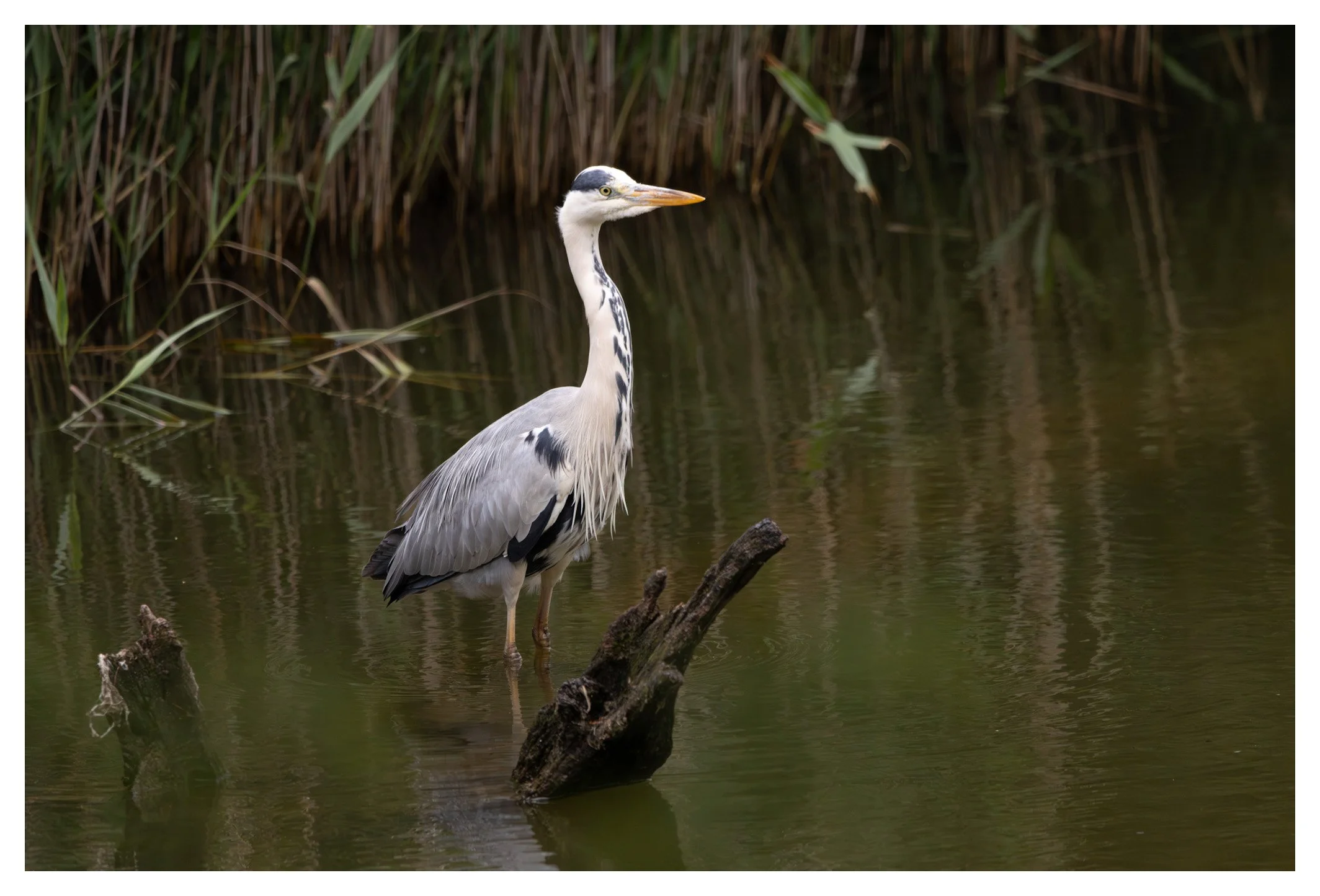 A heron standing in shallow water near bamboo plants, with a branch submerged underneath its legs.