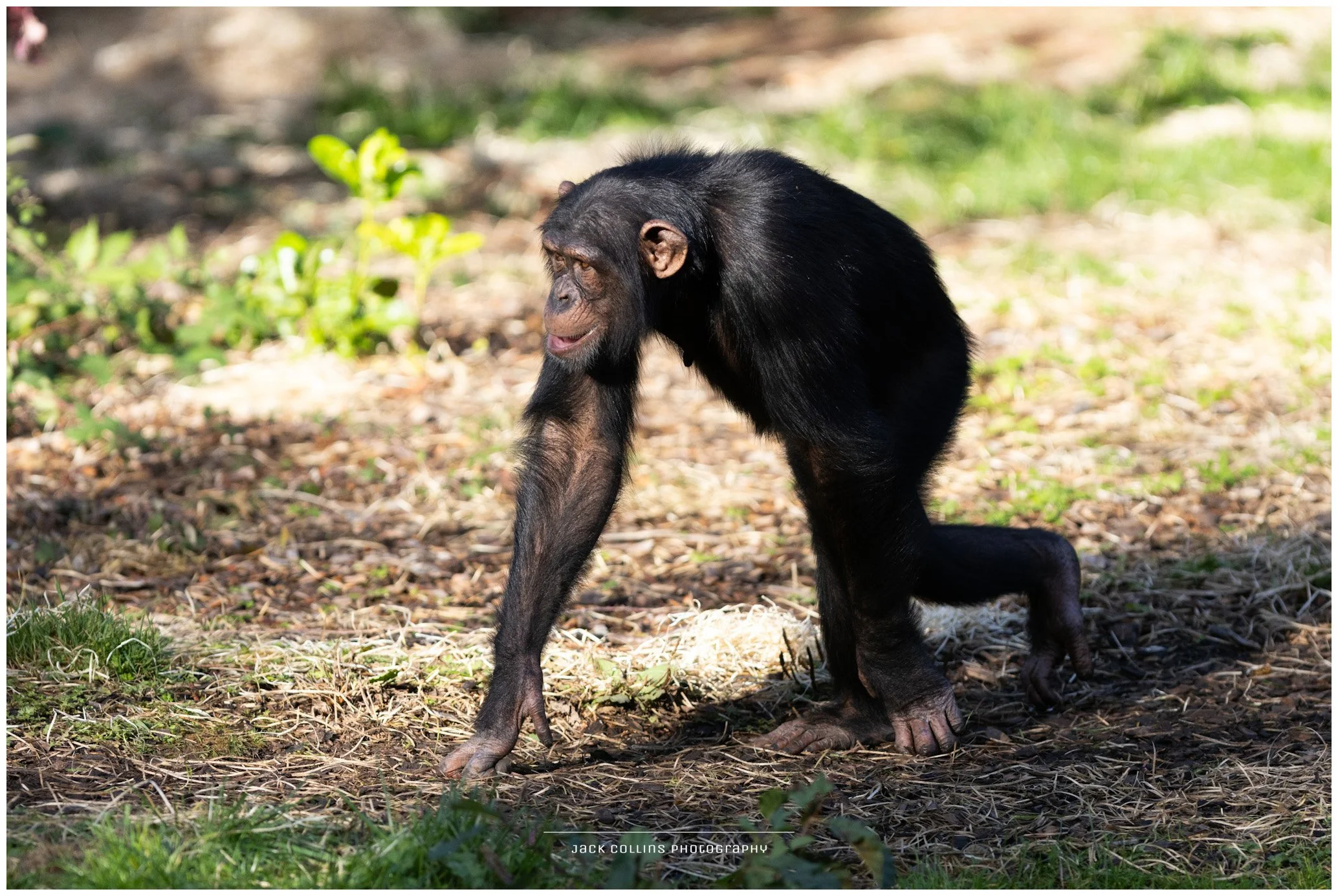 Young chimpanzee walking on ground with grass and small plants, sunlight shining through trees.