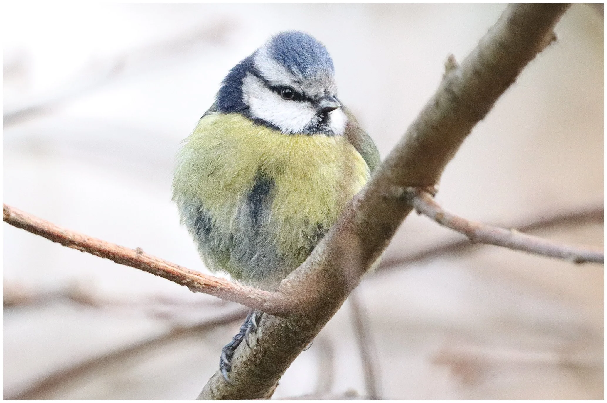 A small blue and yellow bird perched on a tree branch.