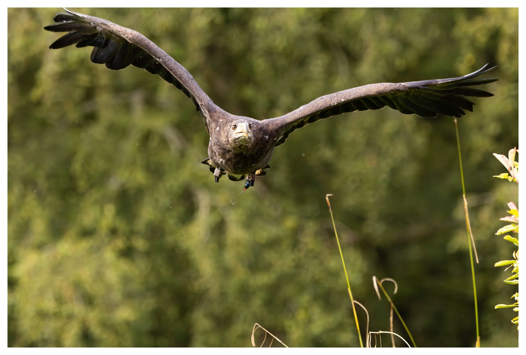 Bald eagle in flight over a natural, green outdoor landscape.