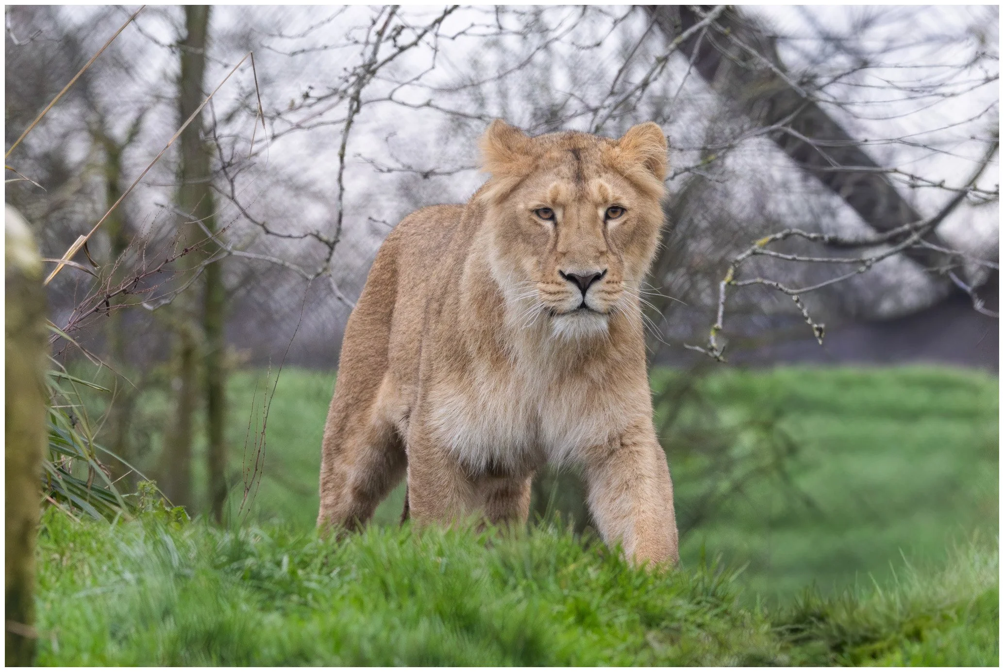 A lion walking through a grassy area with trees and leafless branches in the background.