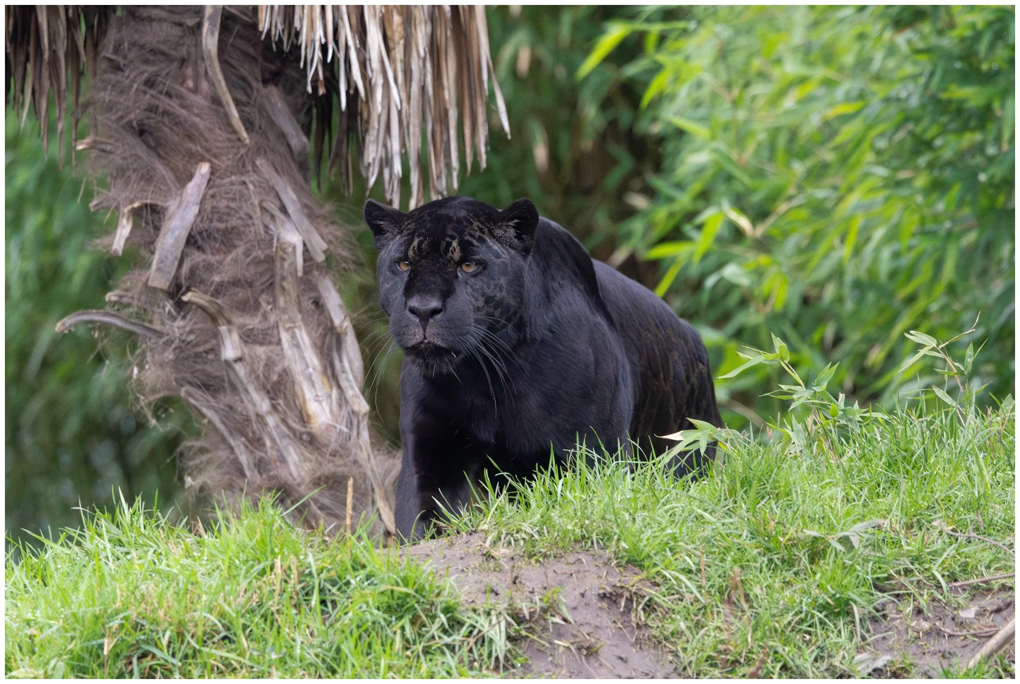 A black jaguar with yellow eyes walking through a lush green jungle, next to a palm tree.