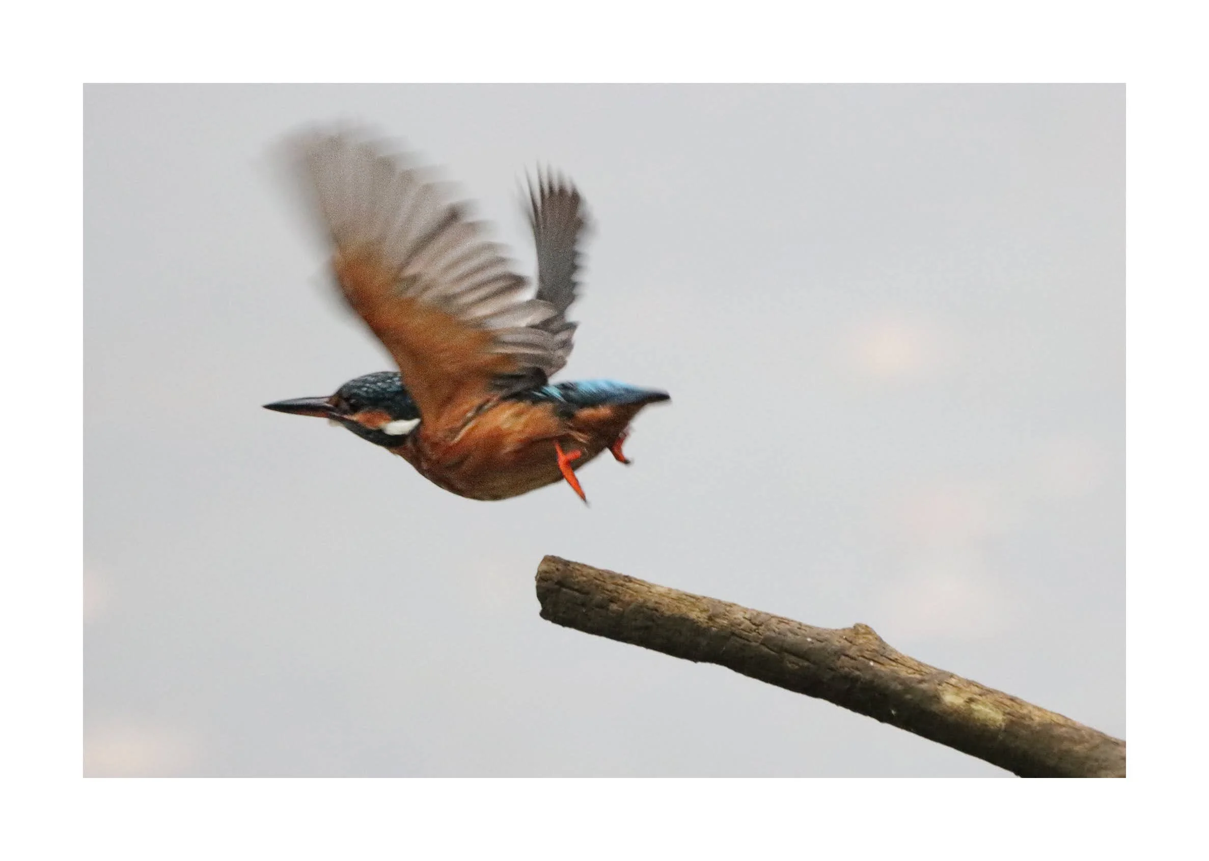 A kingfisher bird with blue and orange feathers taking off from a branch against a cloudy sky.