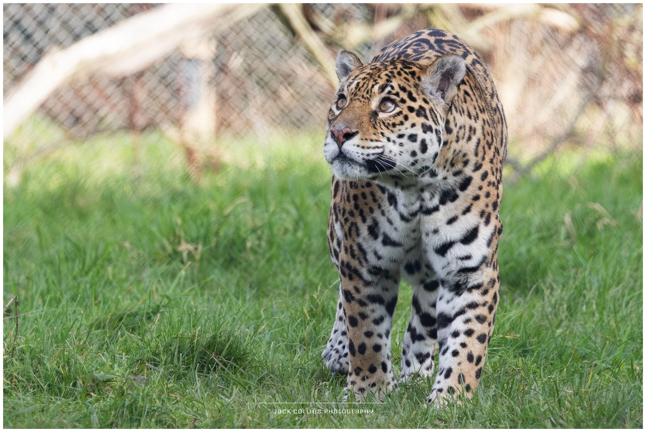 A jaguar walking on green grass with a blurred chain-link fence in the background.