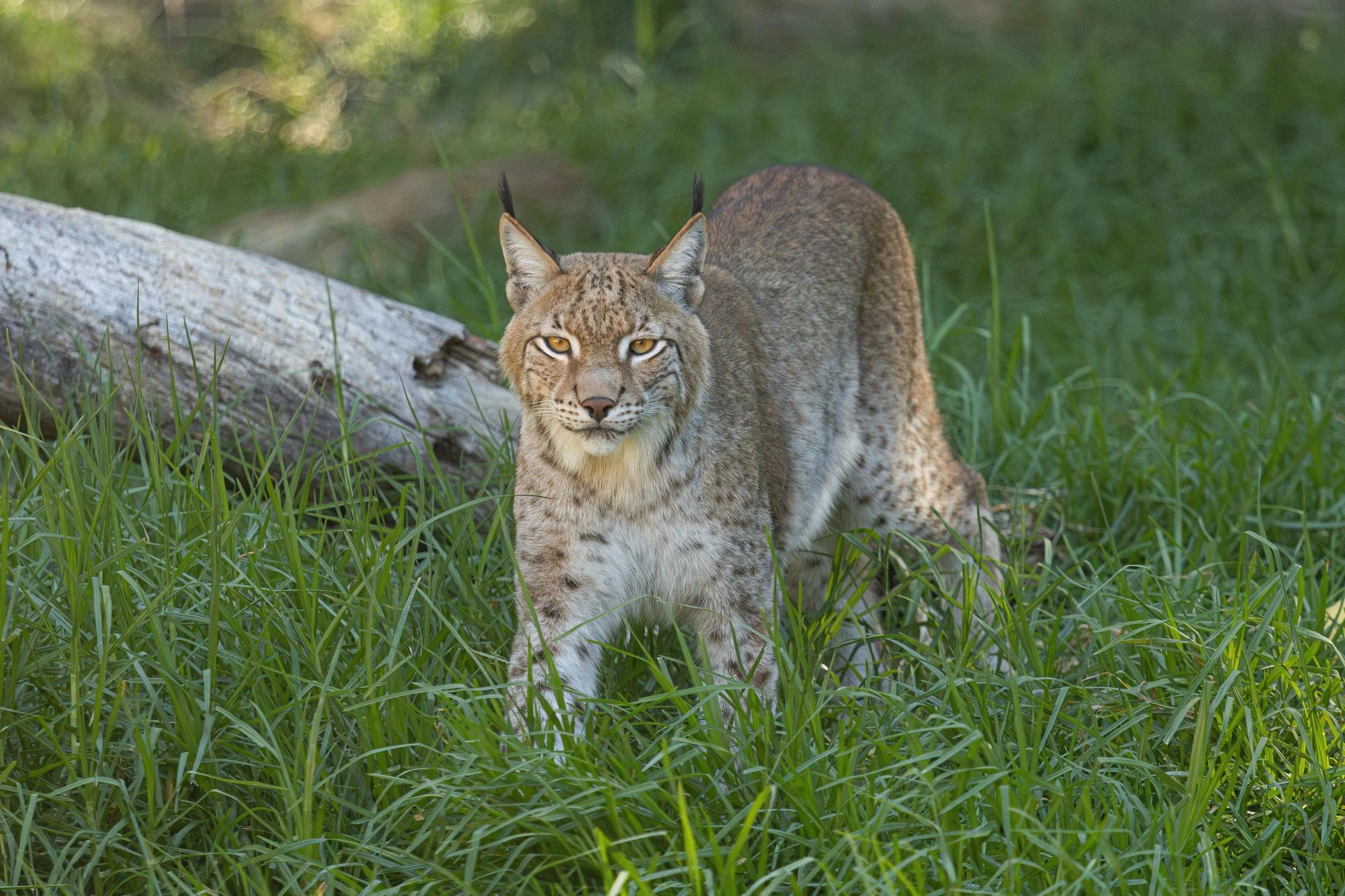 A mountain lion walking through tall green grass with a fallen log in the background.
