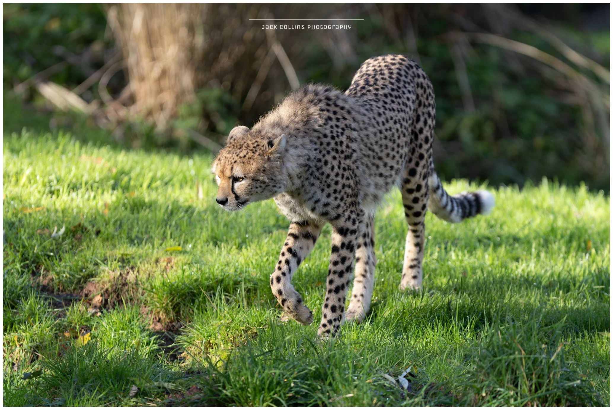A cheetah walking on green grass with a blurred natural background.