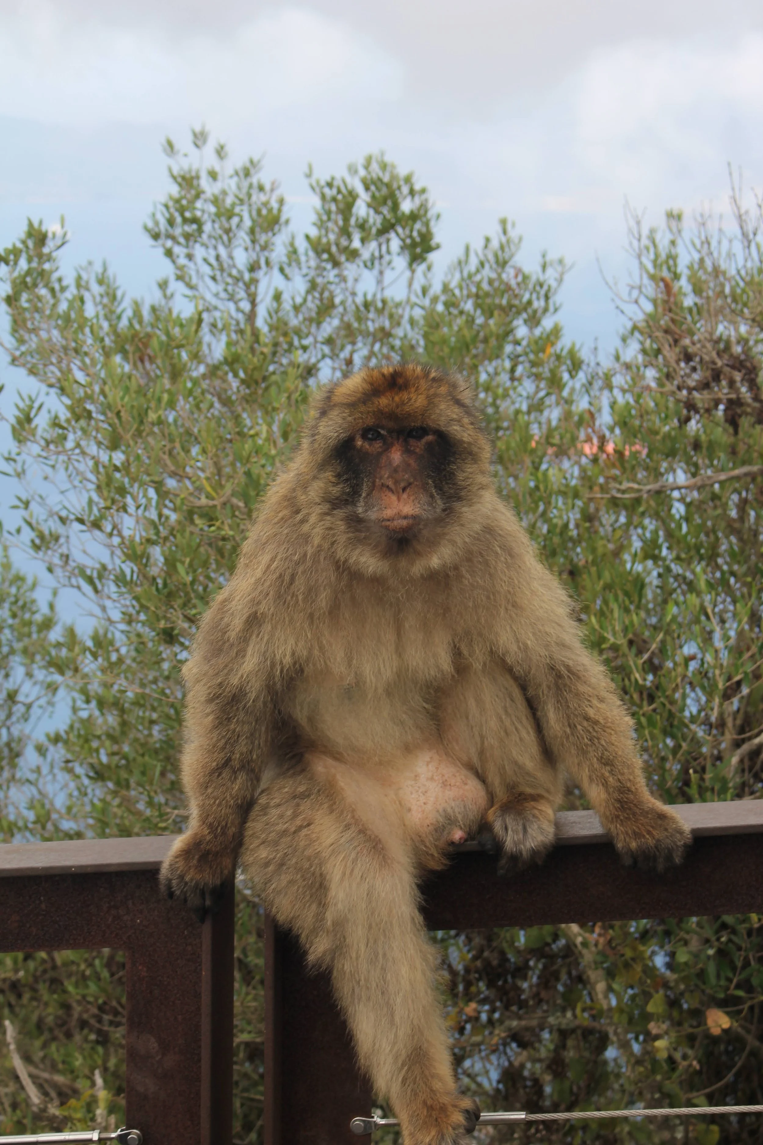 A baboon sitting on a wooden railing with trees and a cloudy sky in the background.