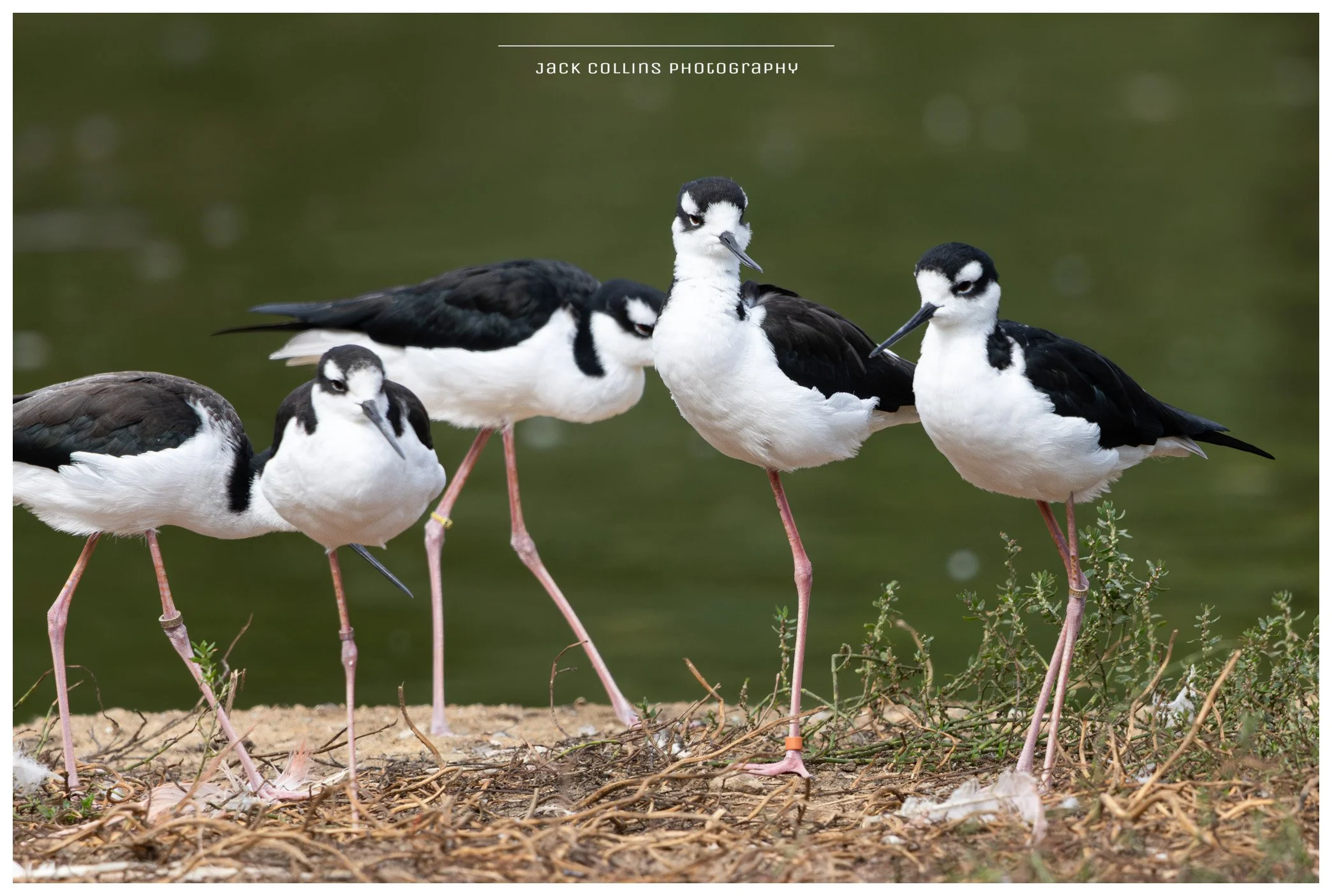 Five black and white birds with long pink legs standing on a patch of soil with small green plants, near a body of water.