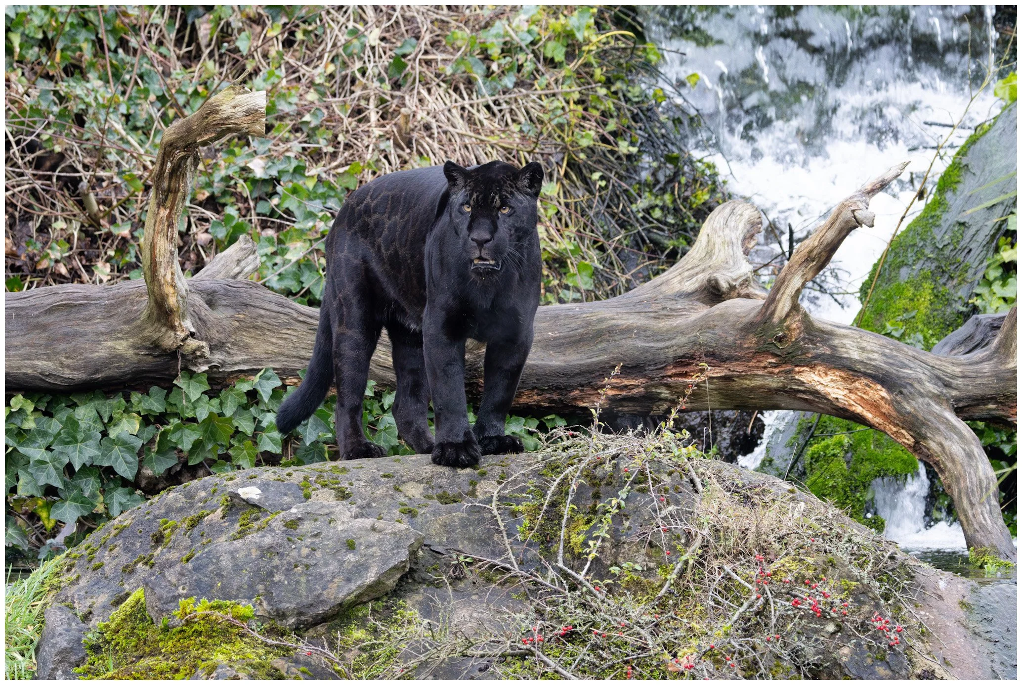 A black mountain lion walking across rocks in a forested area near a waterfall.
