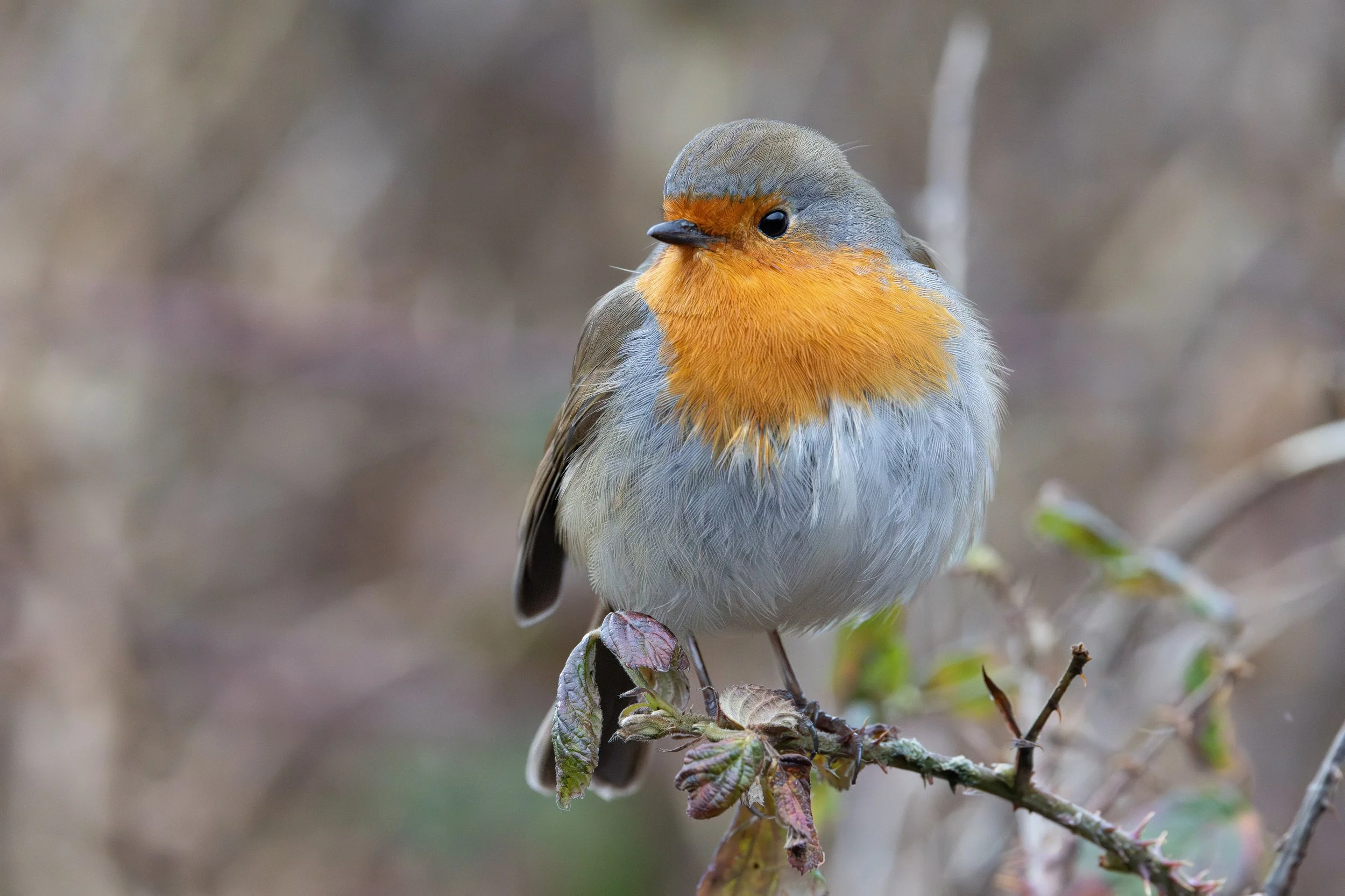 A small bird with an orange face and chest, grayish-blue wings and back, perched on a branch with green and purple leaves, with a blurred natural background.