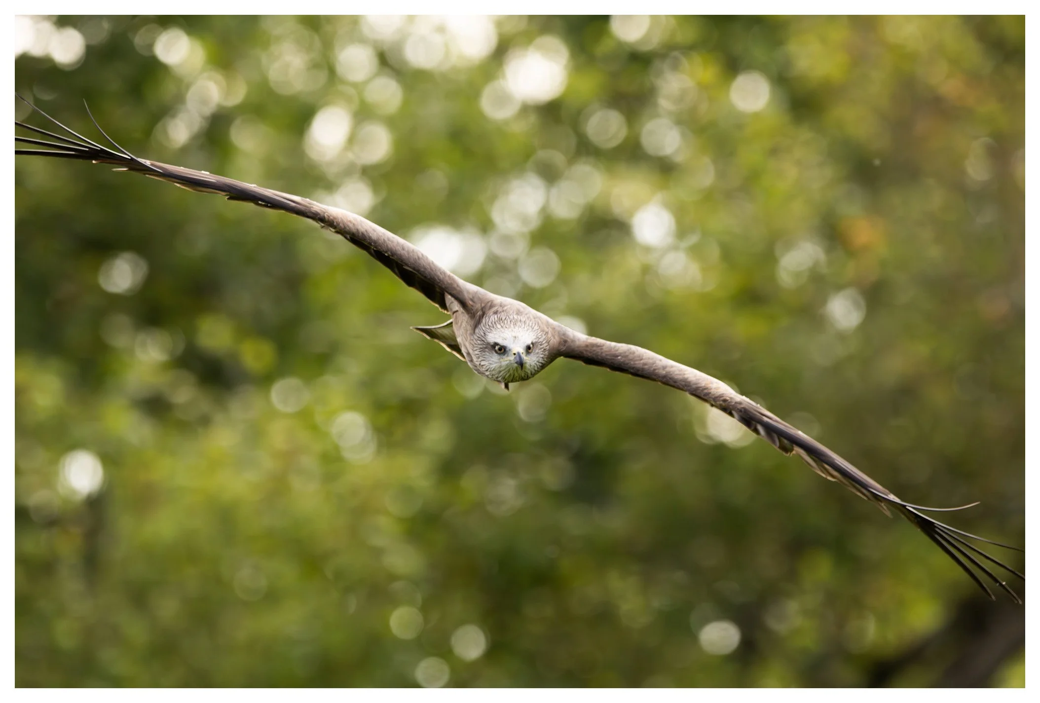 A bird with a face resembling an owl and an eagle in flight against a blurred green background.