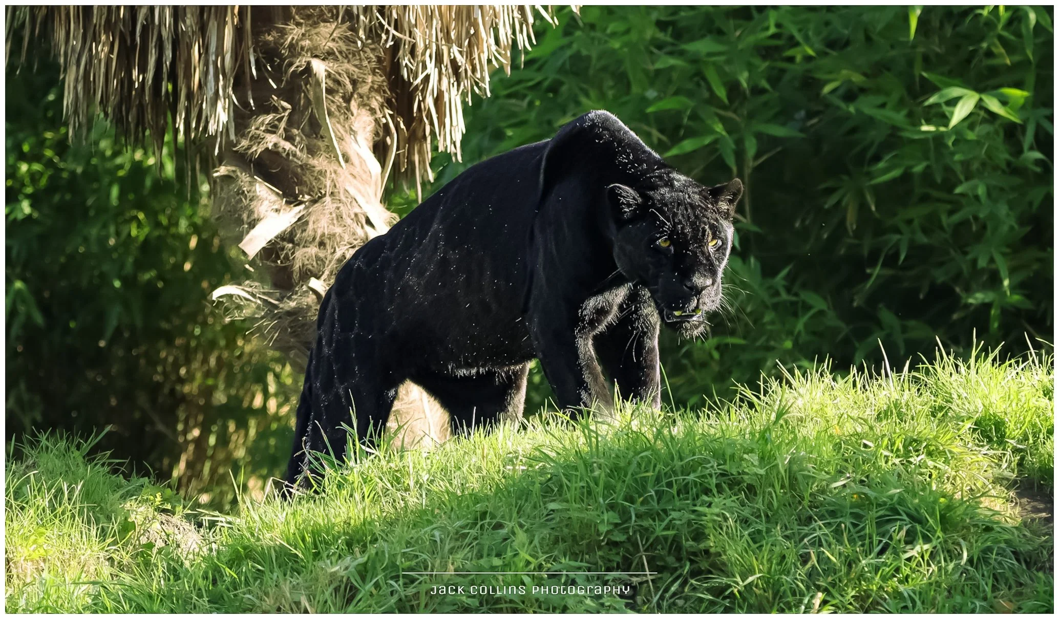 A black jaguar prowling through green grass and dense foliage in a jungle setting.