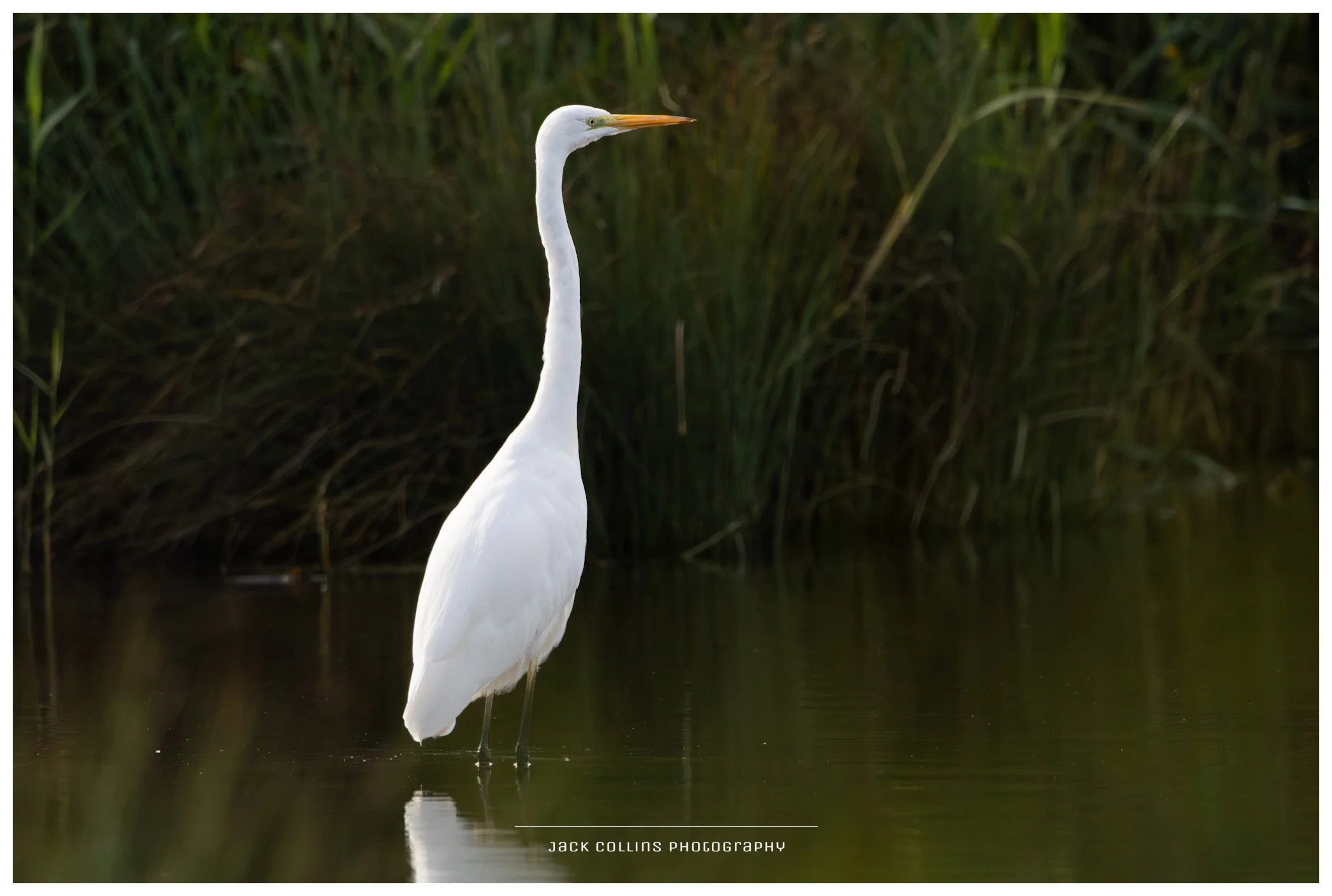 A tall white heron standing in water near dense green tall grass or reeds.