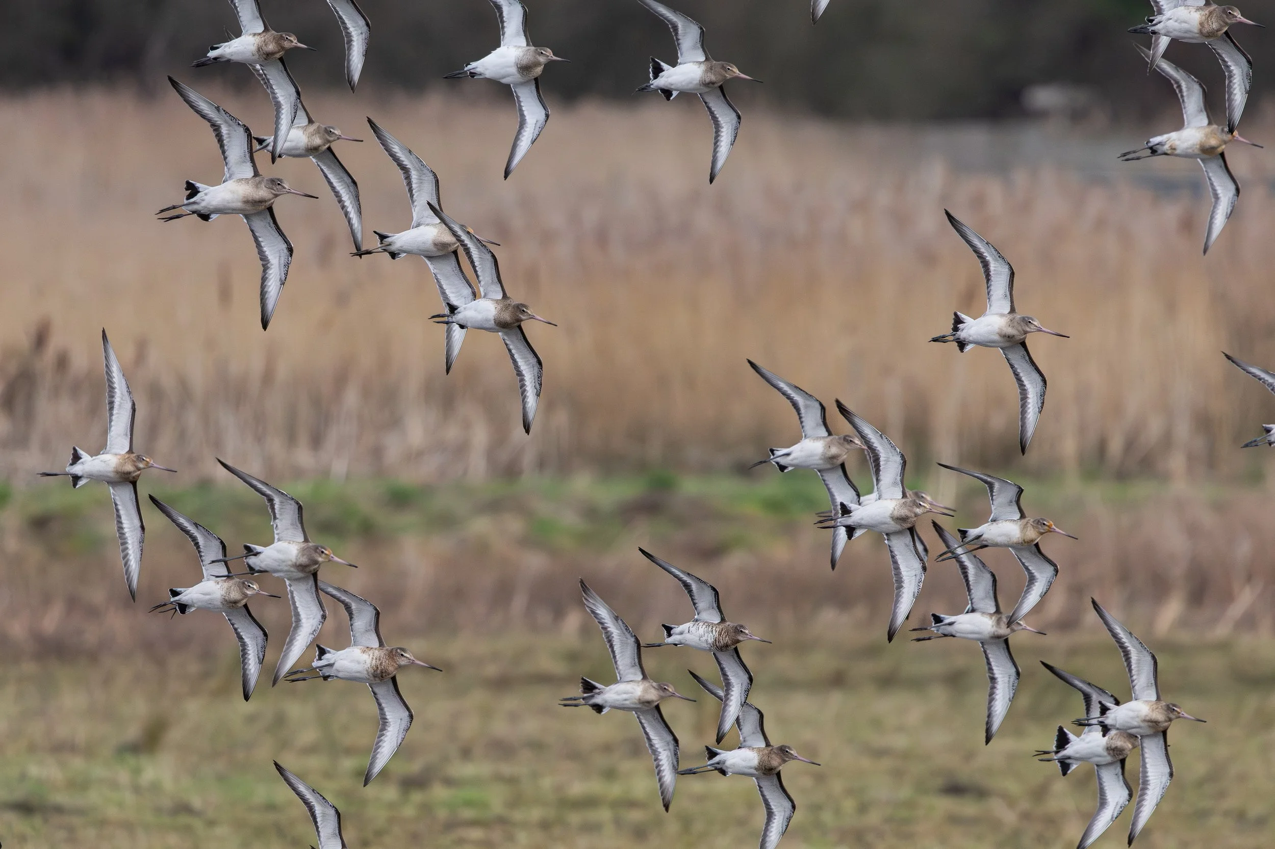 A flock of seagulls flying over a field with tall dry grass and reeds in the background.