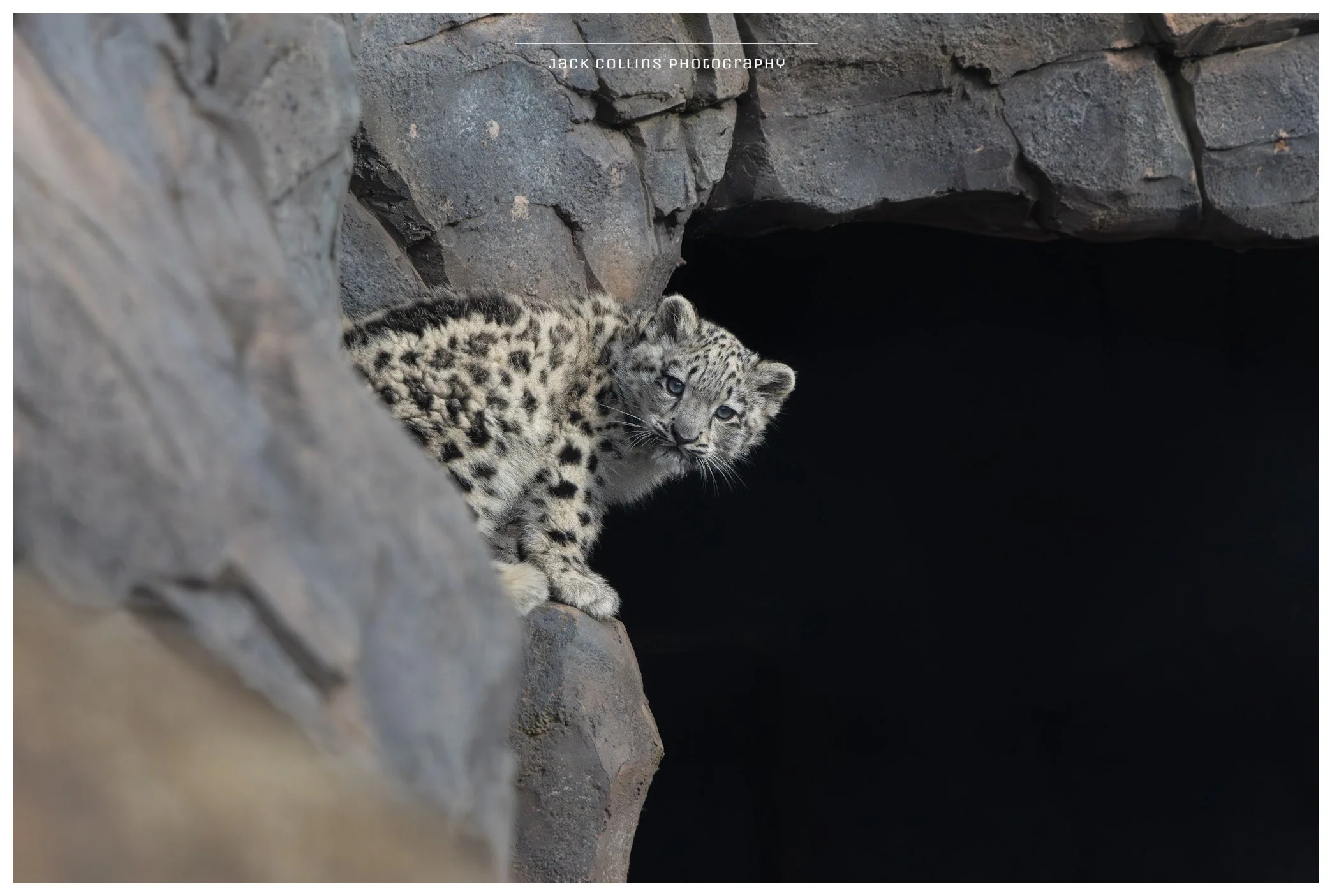 A snow leopard cub peeking out from a rocky crevice with a dark background.