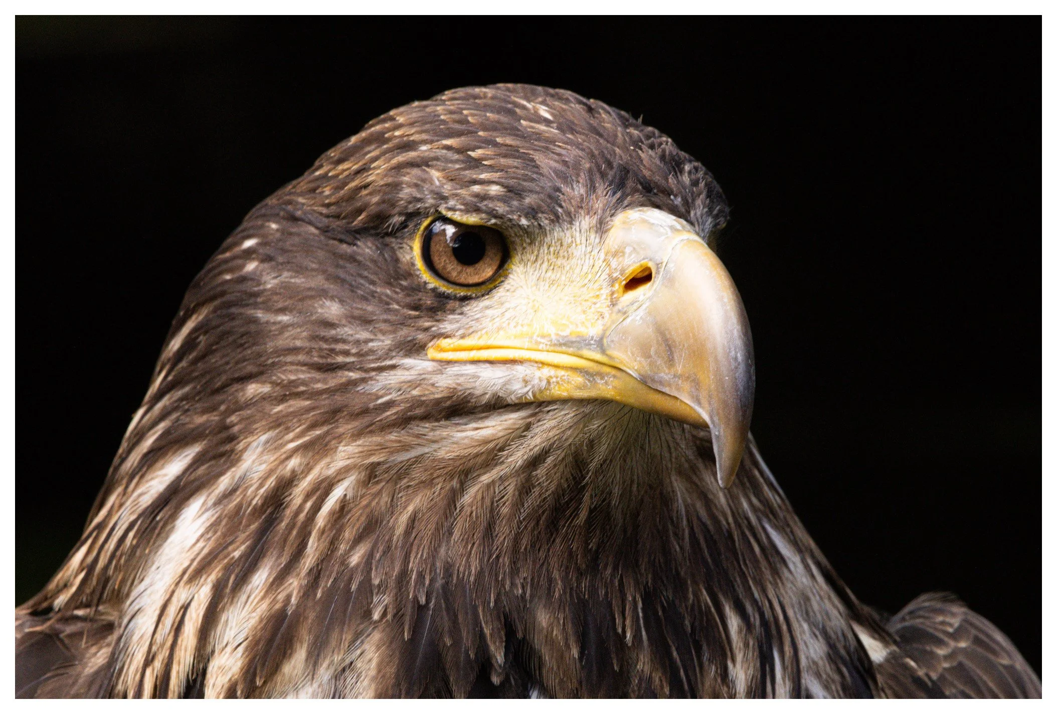 Close-up of a golden eagle's head showing sharp beak and intense eye with a dark background.