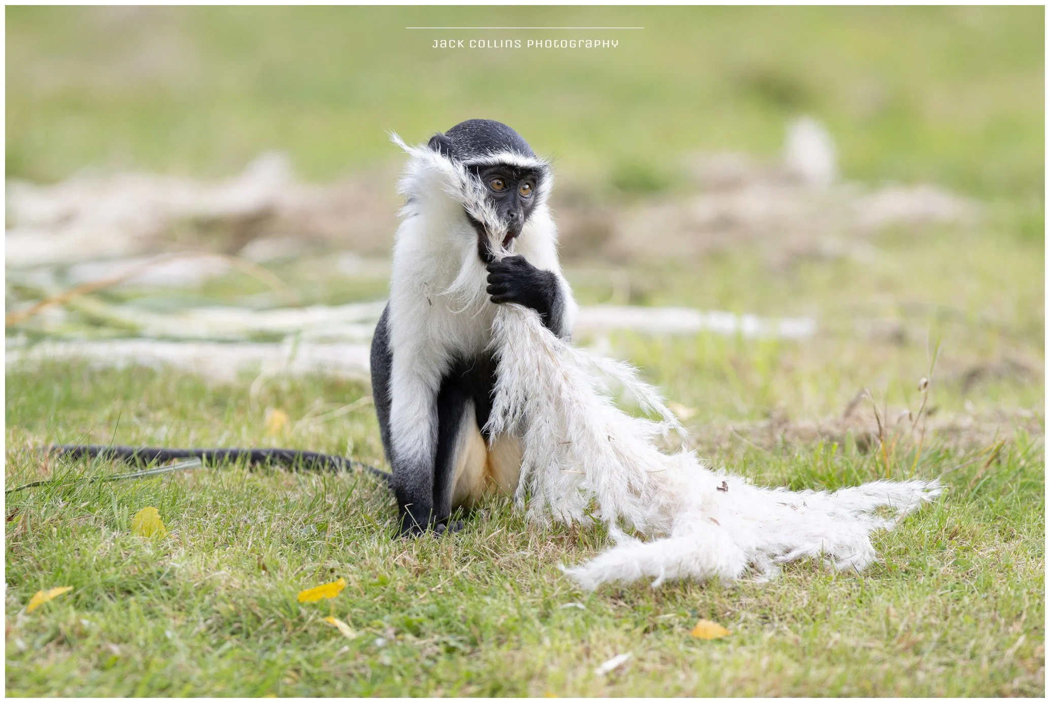 A black and white sifaka lemur sitting on grass, grooming itself, with a patch of white fur on the ground beside it.