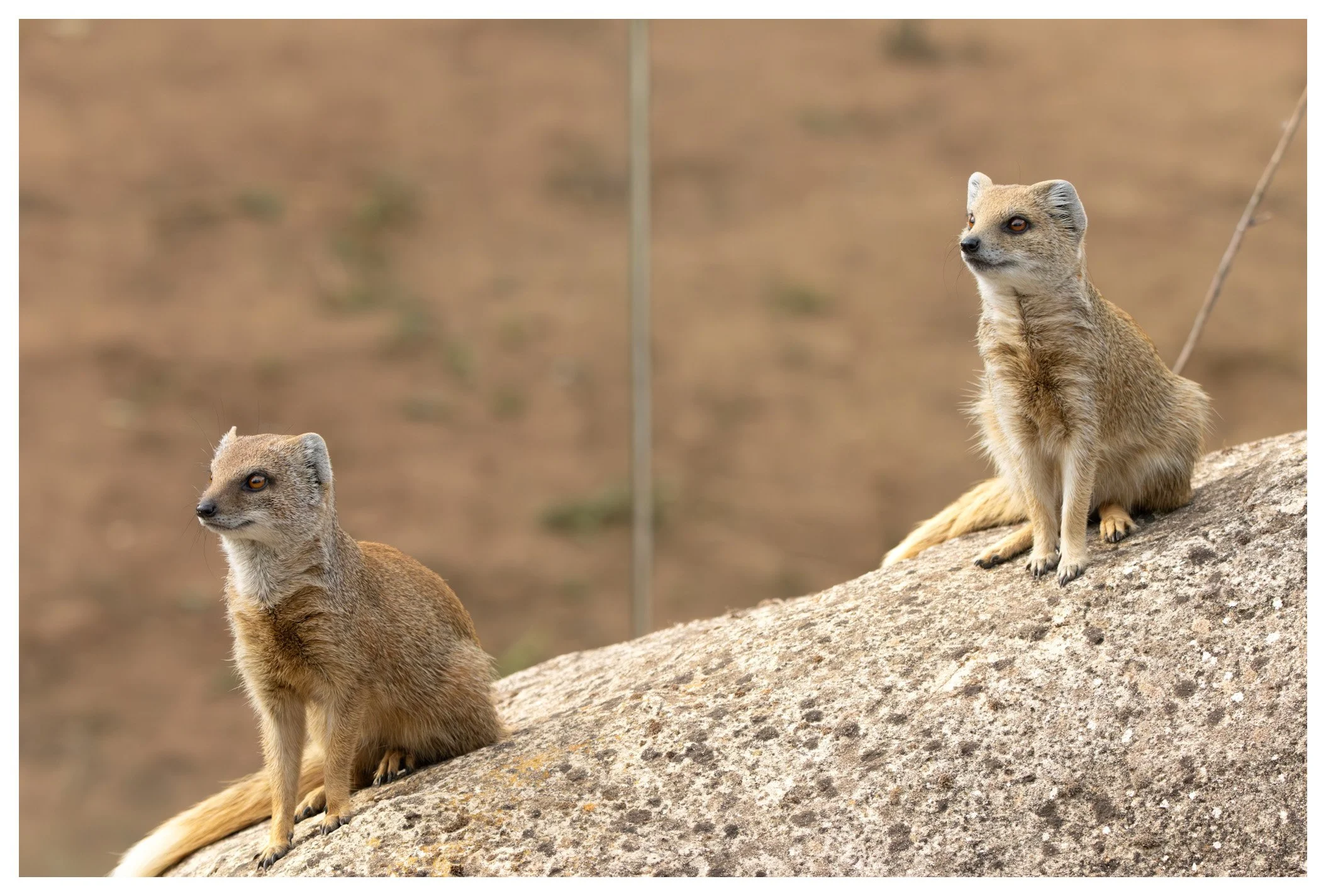 Two small meerkats sitting on a rocky surface, with a blurred background.