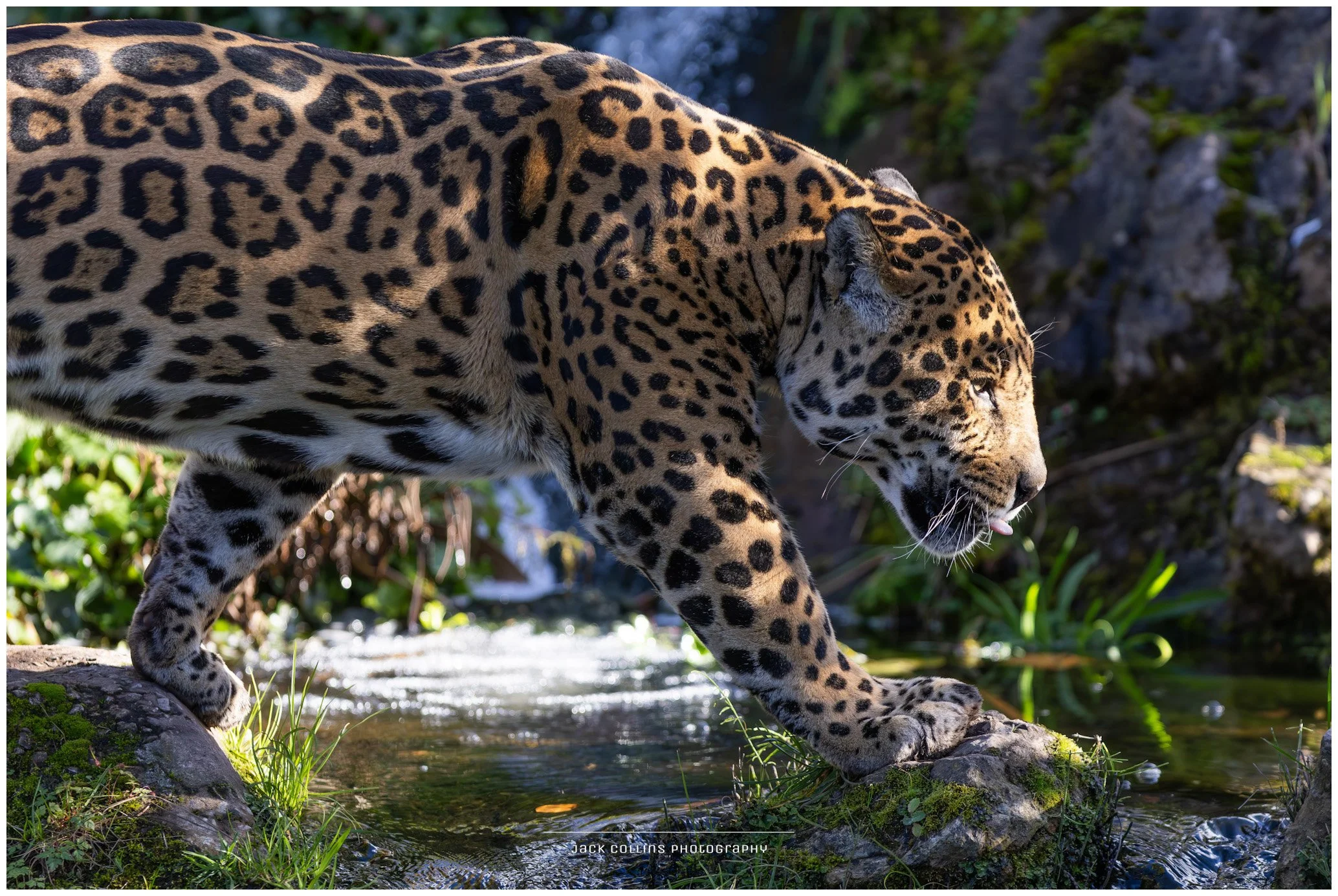A jaguar walking through a stream near rocks and green plants in natural habitat.