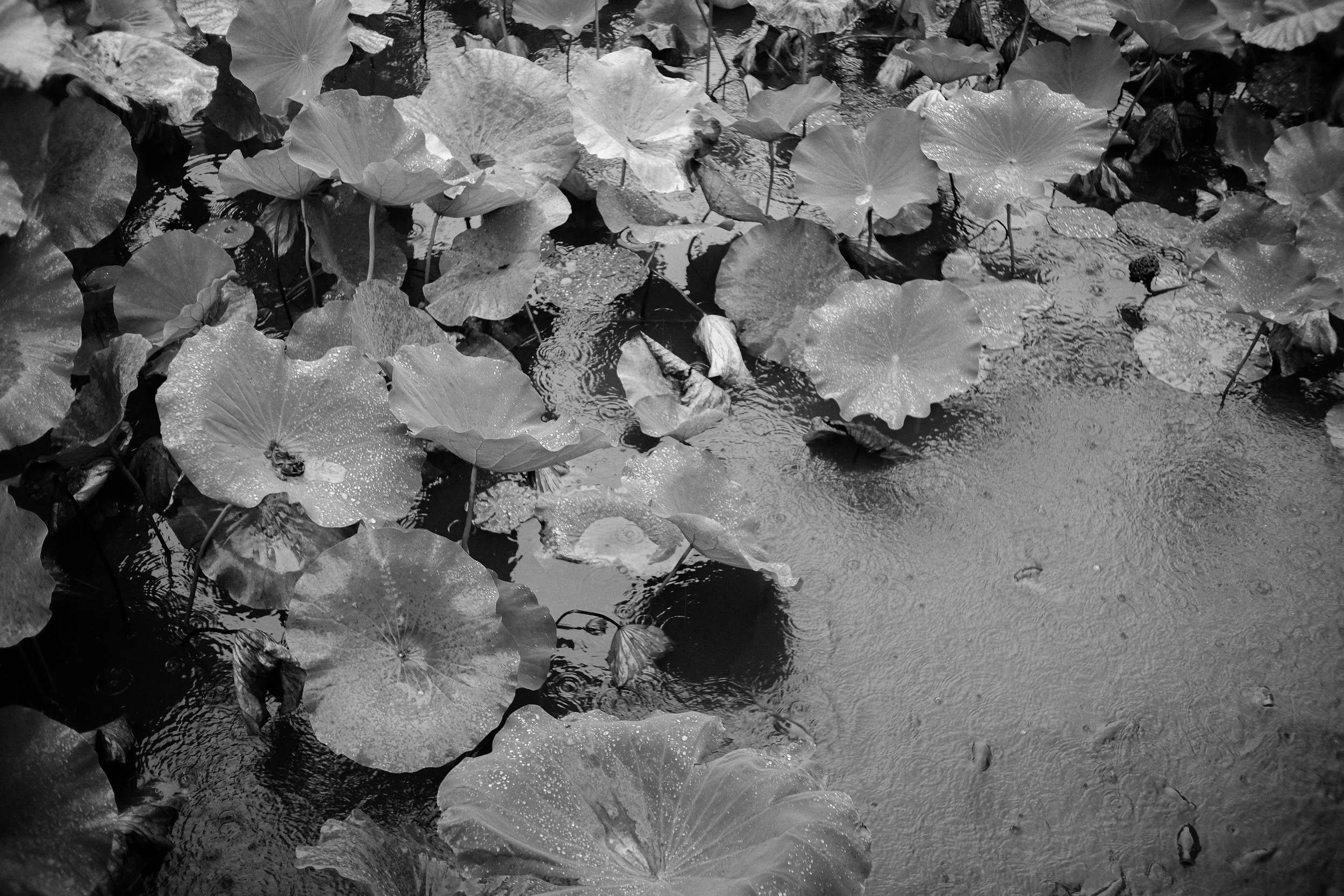 DSCF1874-2.jpg