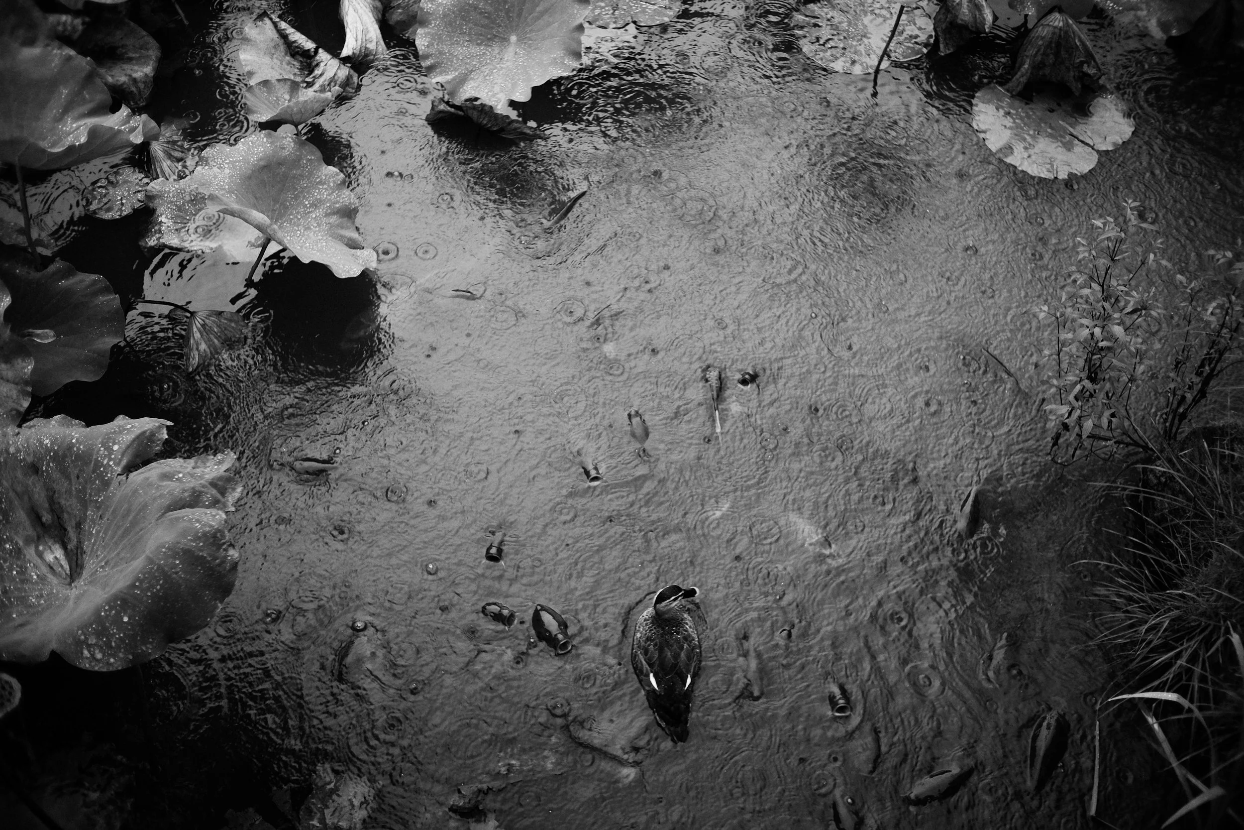 DSCF1881-2.jpg