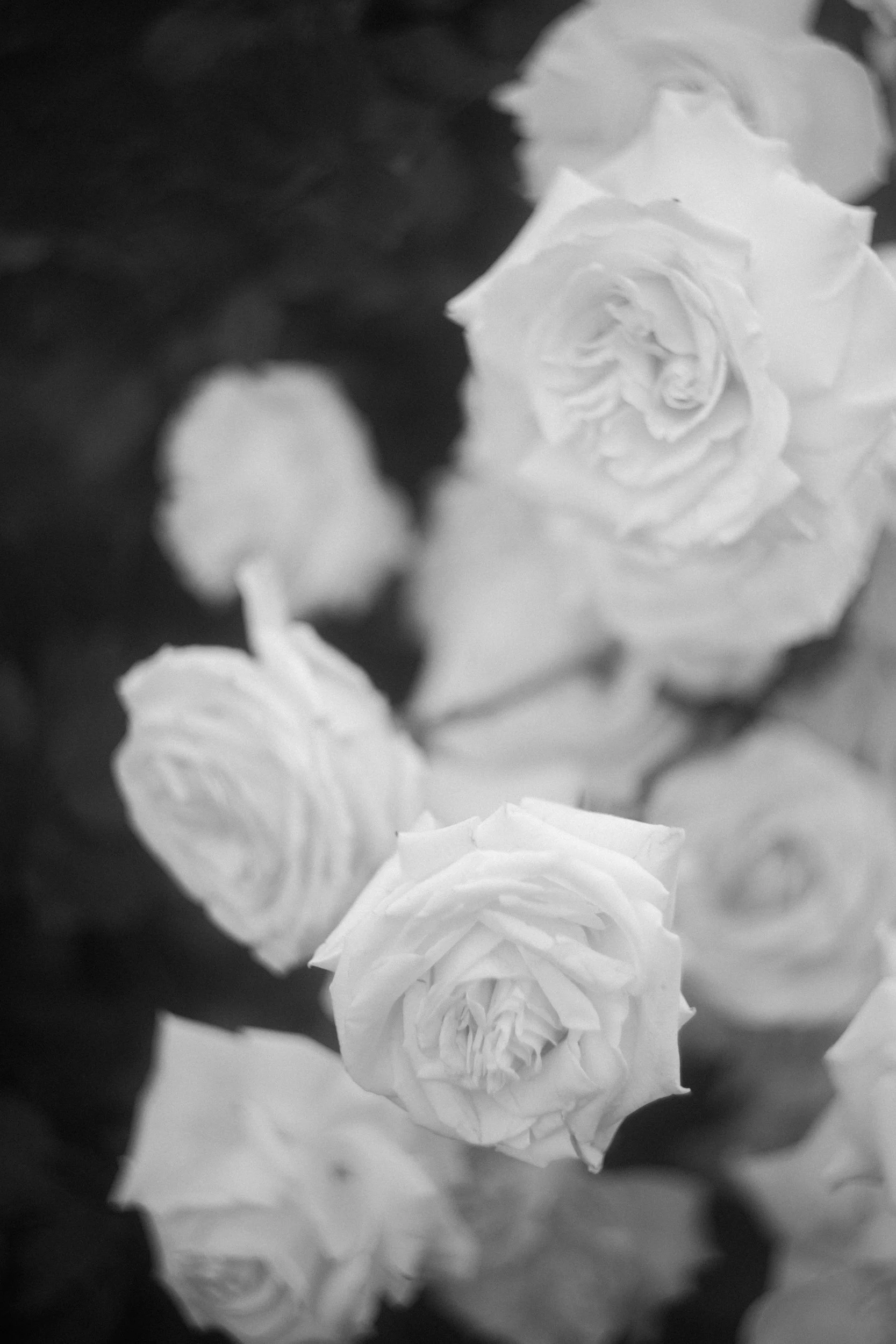 AOIFE & EMILLY NONFICTION LOVE WEDDING PHOTOGRAPHER JUDE & VALENTINE -143.jpg