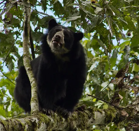 A spectacled bear perched on a tree branch in a leafy forest.