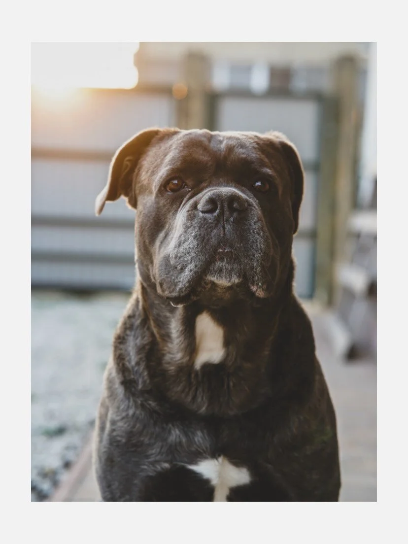 Portrait of Thanos📷
&bull;
#dog #dogportrait #sony #photographer #photoshoot