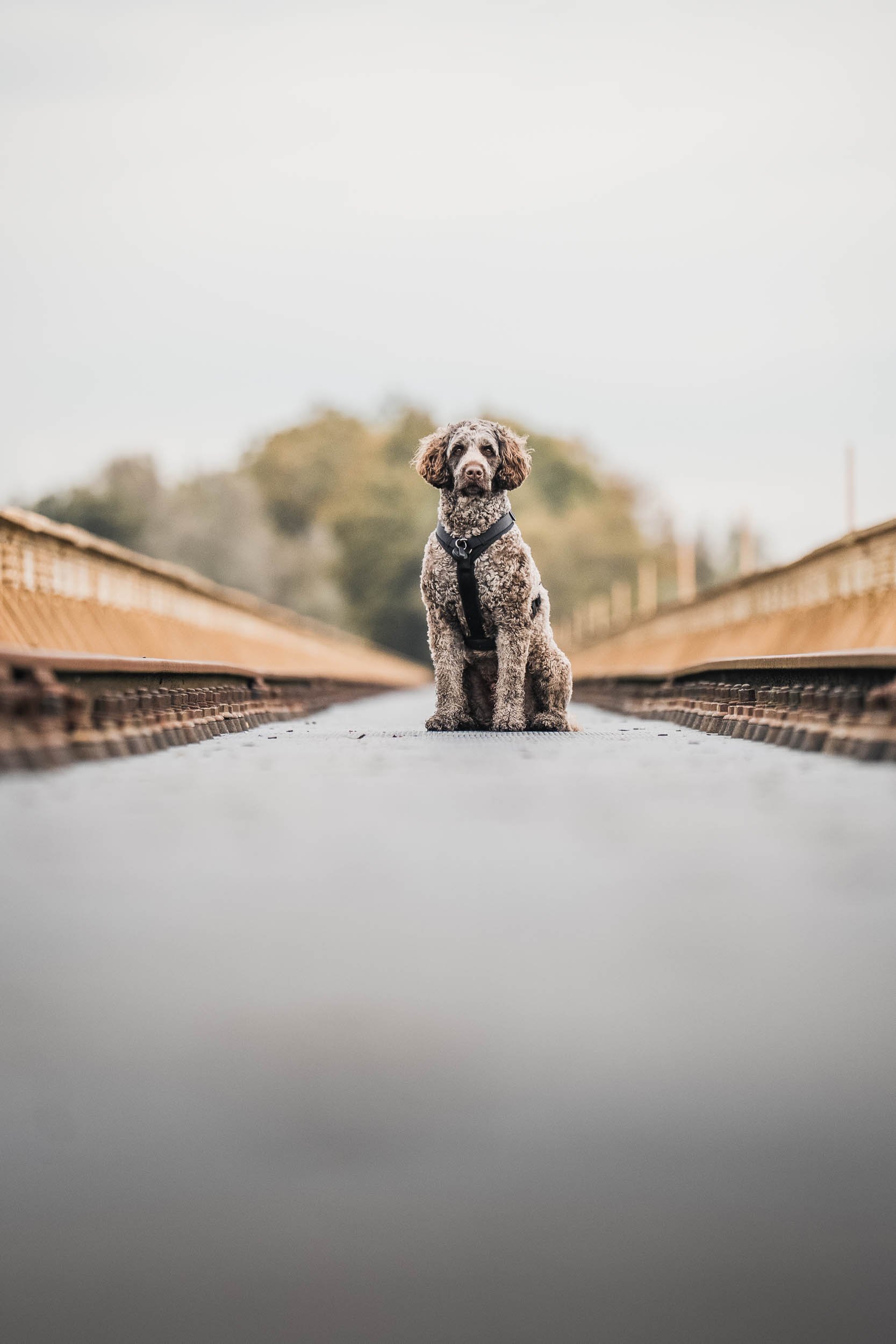 A dog sitting on a train track with a blurred background of trees and sky.