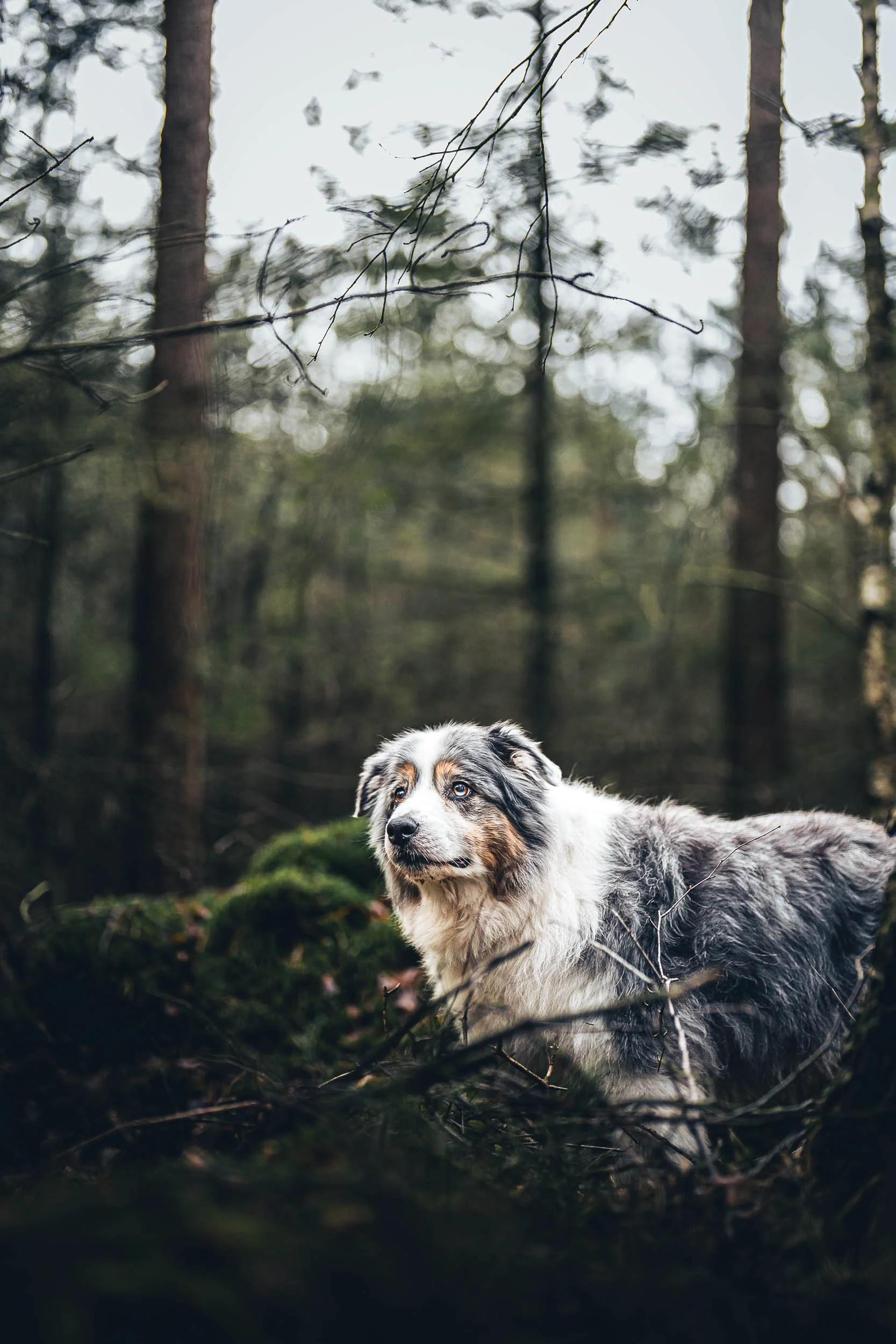 Australian Shepherd dog in a forested area with trees and mossy ground. (Honden fotografie)